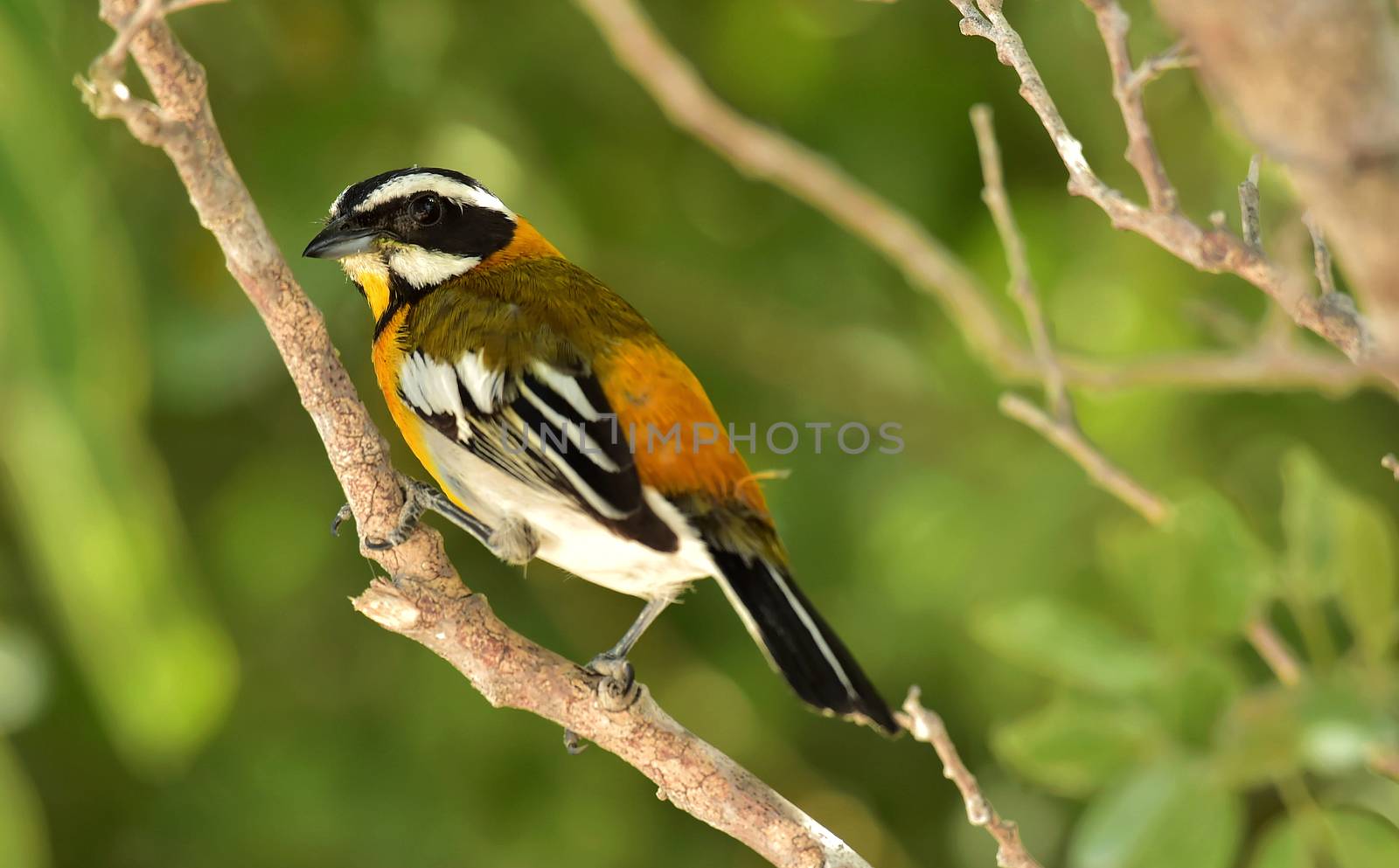 Western Spindalis, Spindalis zena, perched on branch. Stripe-headed Tanager. Cuba