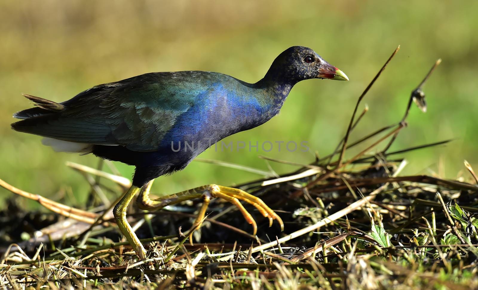 Purple Swamphen (Porphyrio Porphyrio). American Purple Gallinule Porphyrio martinica adult at water's edge at La Boca, Zapata, Republic of Cuba in April