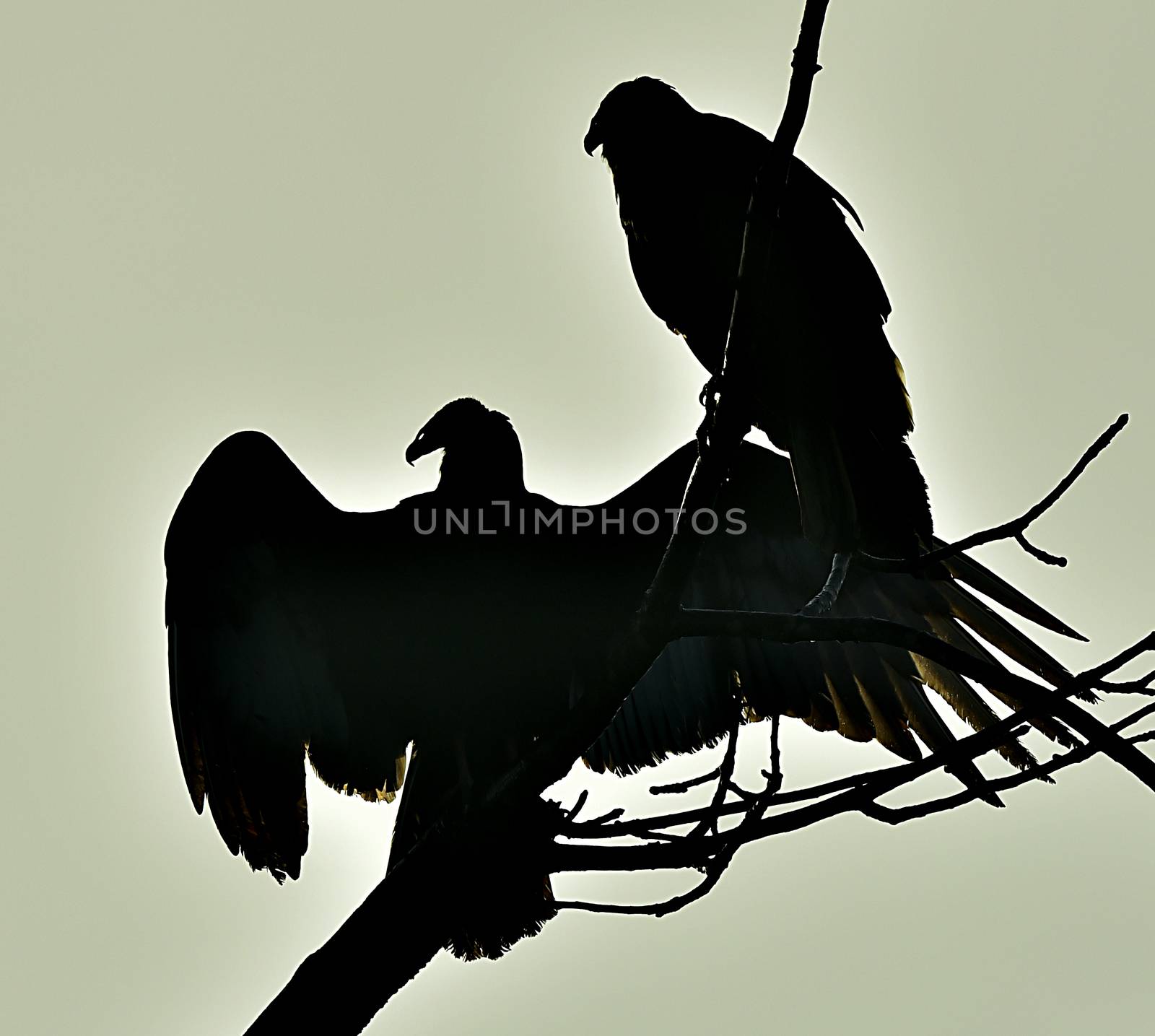 Silhouettes of the Turkey Vulture (Cathartes aura) perched on a tree, against the sky