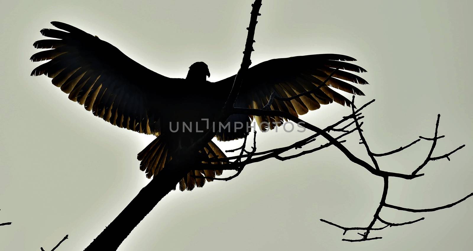 Silhouettes of the Turkey Vulture (Cathartes aura) perched on a tree, against the sky