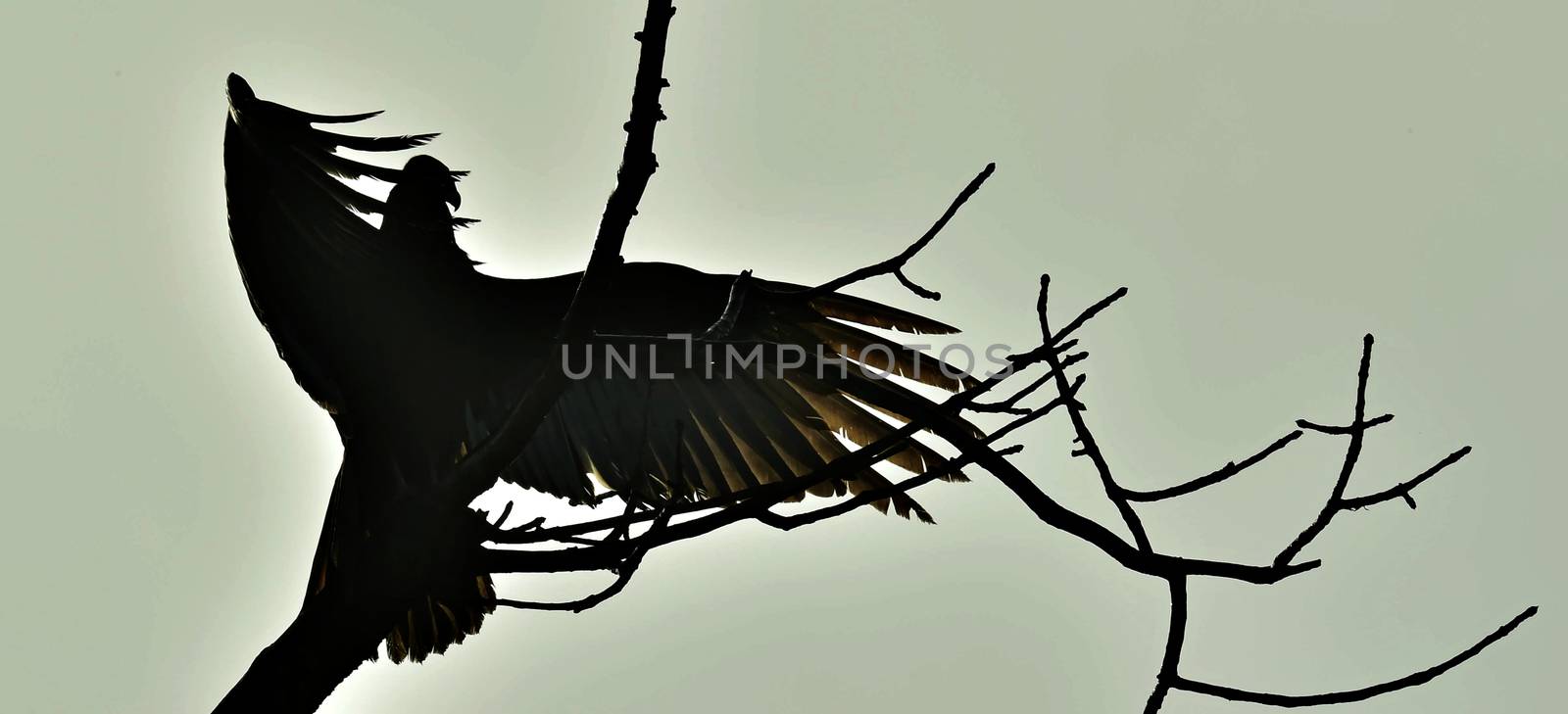 Turkey Vulture (Cathartes aura) in silhouette by SURZ