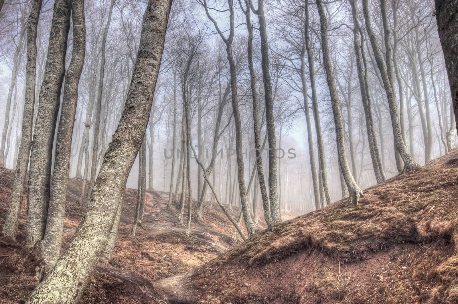 Nature conceptual image. Forest in fall.