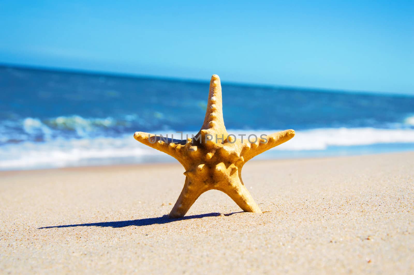 Starfish on the beach. Vacation conceptual image.