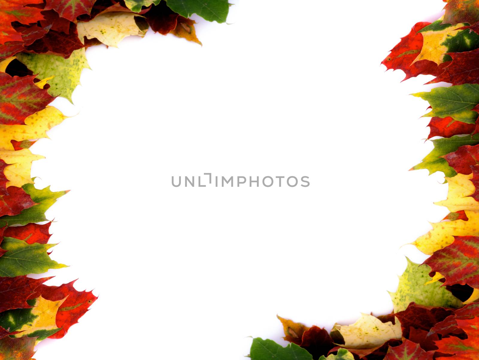 Two Corner Borders of Multi Colored Autumn Maple Leaf isolated on White background