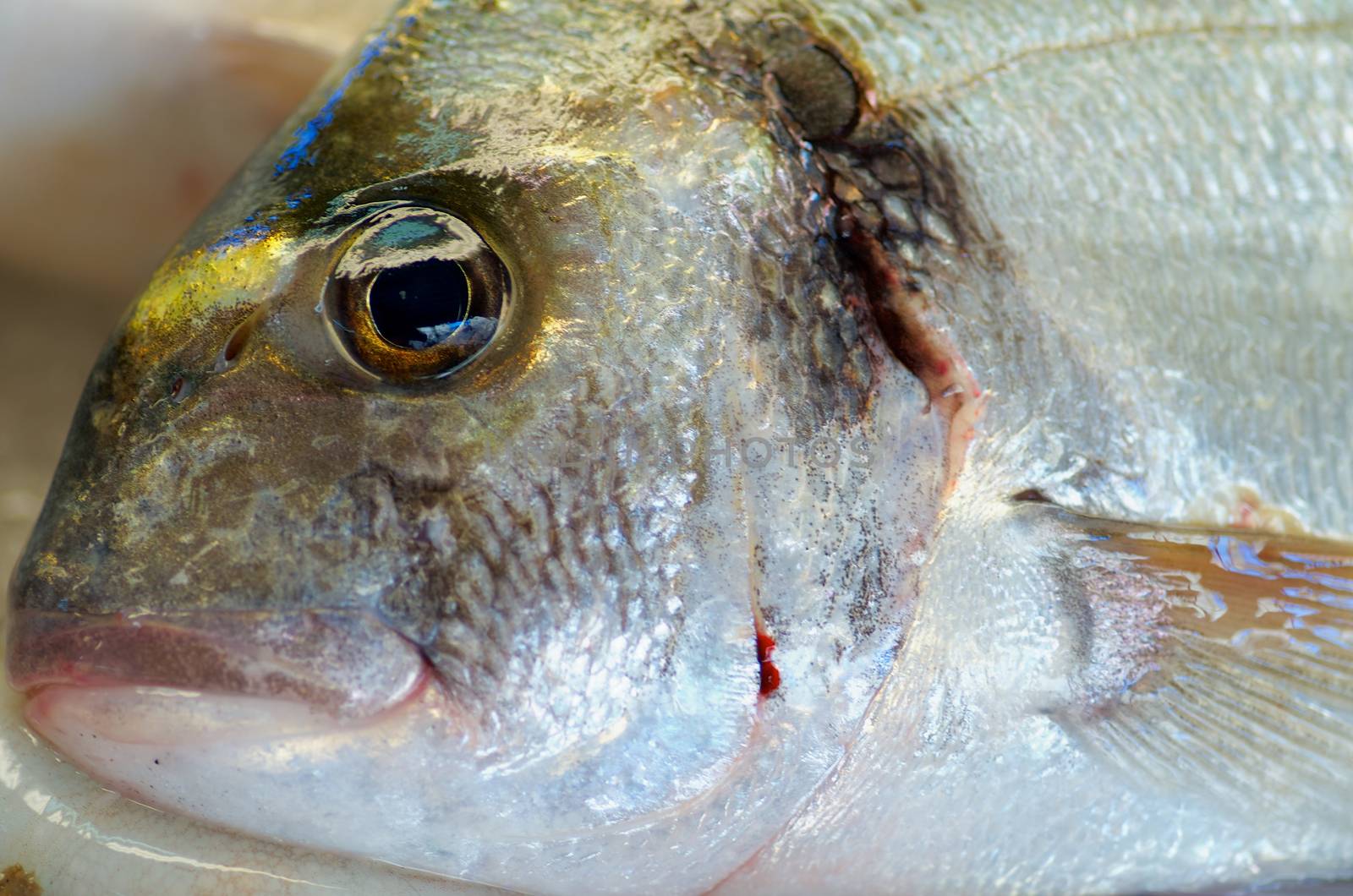 Eye of Raw Big Dorado closeup on Fish Market Place. Focus on Apple of Eye
