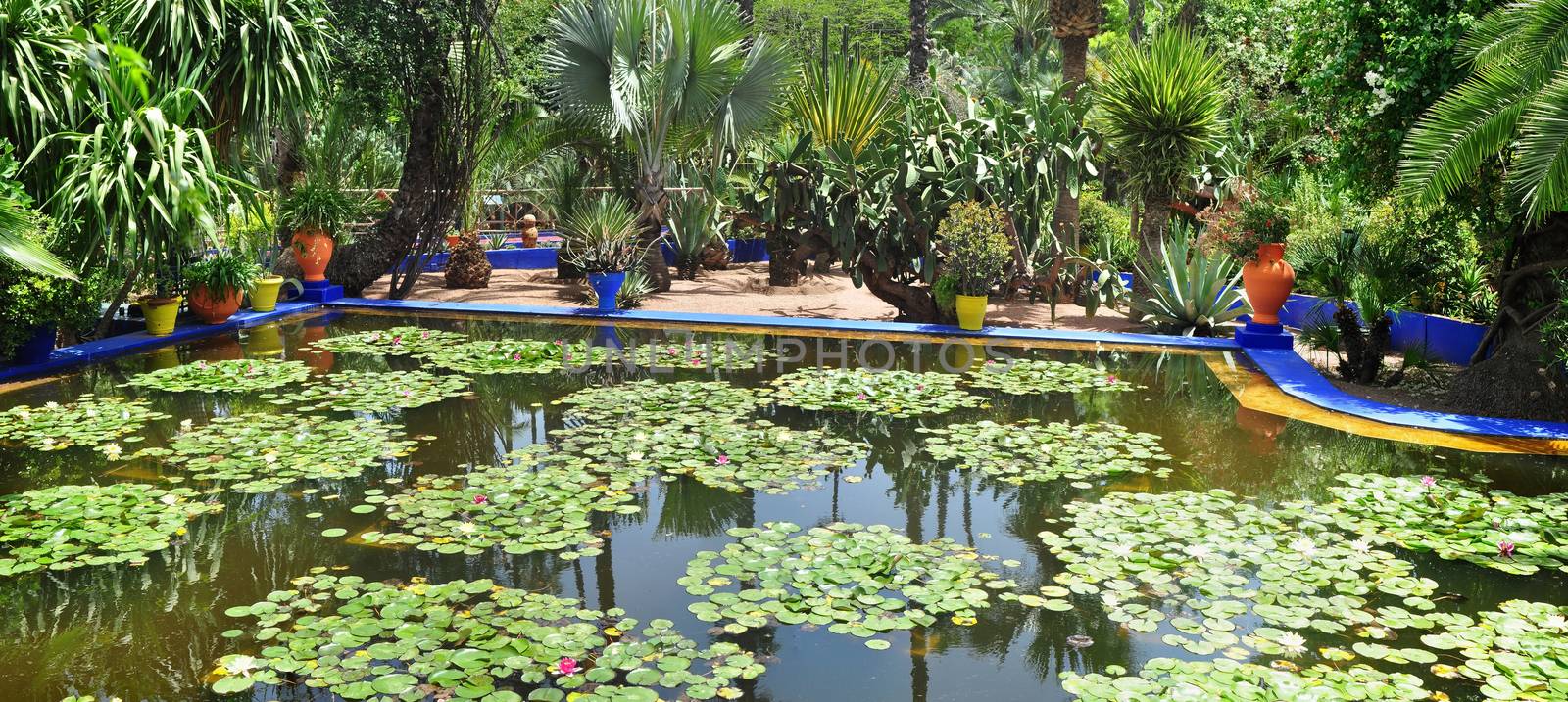 marrakech city morocco Majorelle Garden pond with lily
