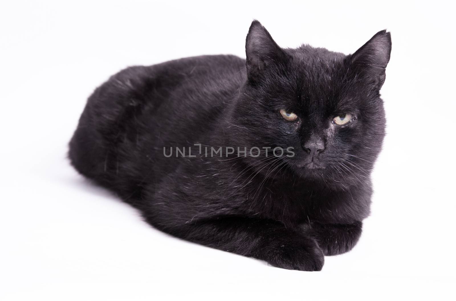 Superstitions. Dirty black cat on isolated background. 