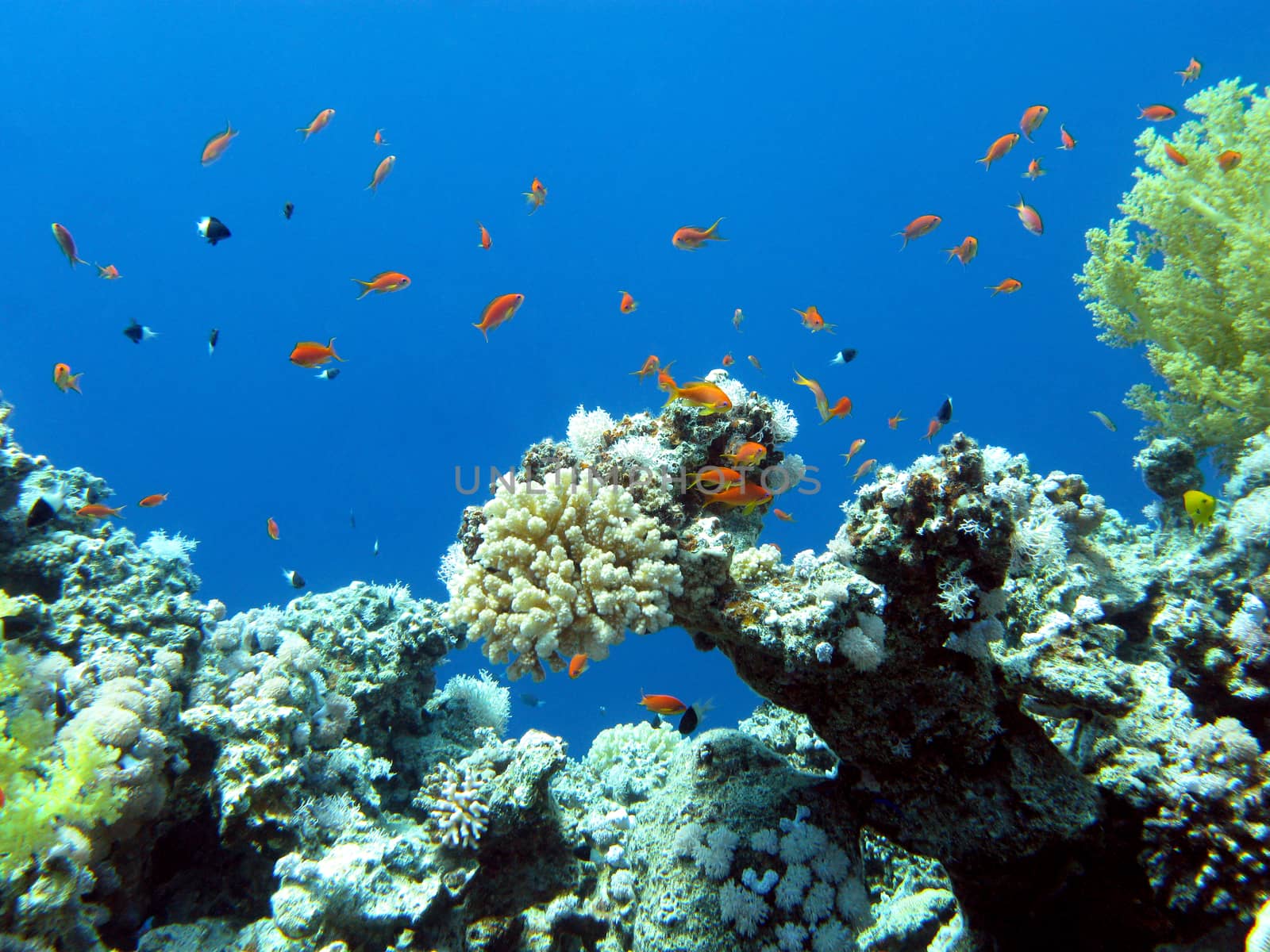 colorful coral reef at the bottom of tropical sea on a background of blue water - underwater life