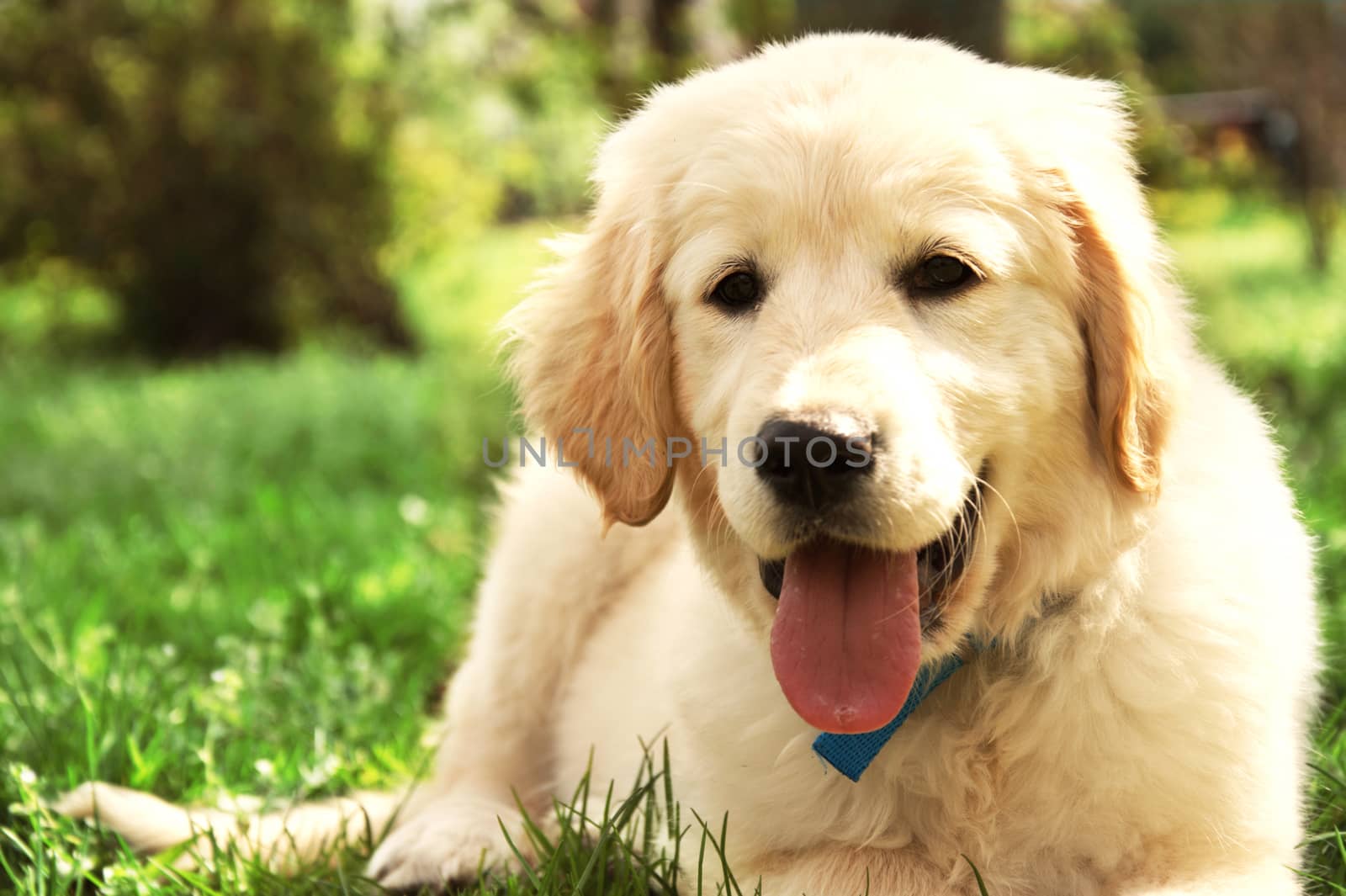 Cute golden retriever puppy lying on grass