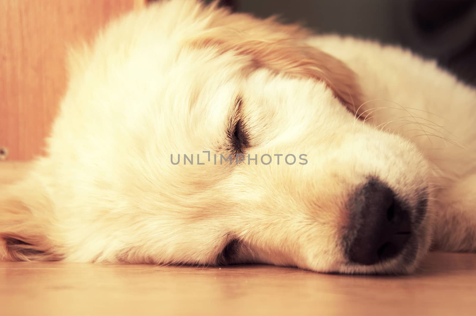 Cute golden retriever puppy taking a nap.