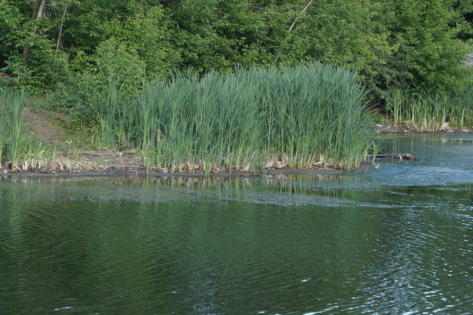 Summer landscape, green reeds in the water near the shore of the pond