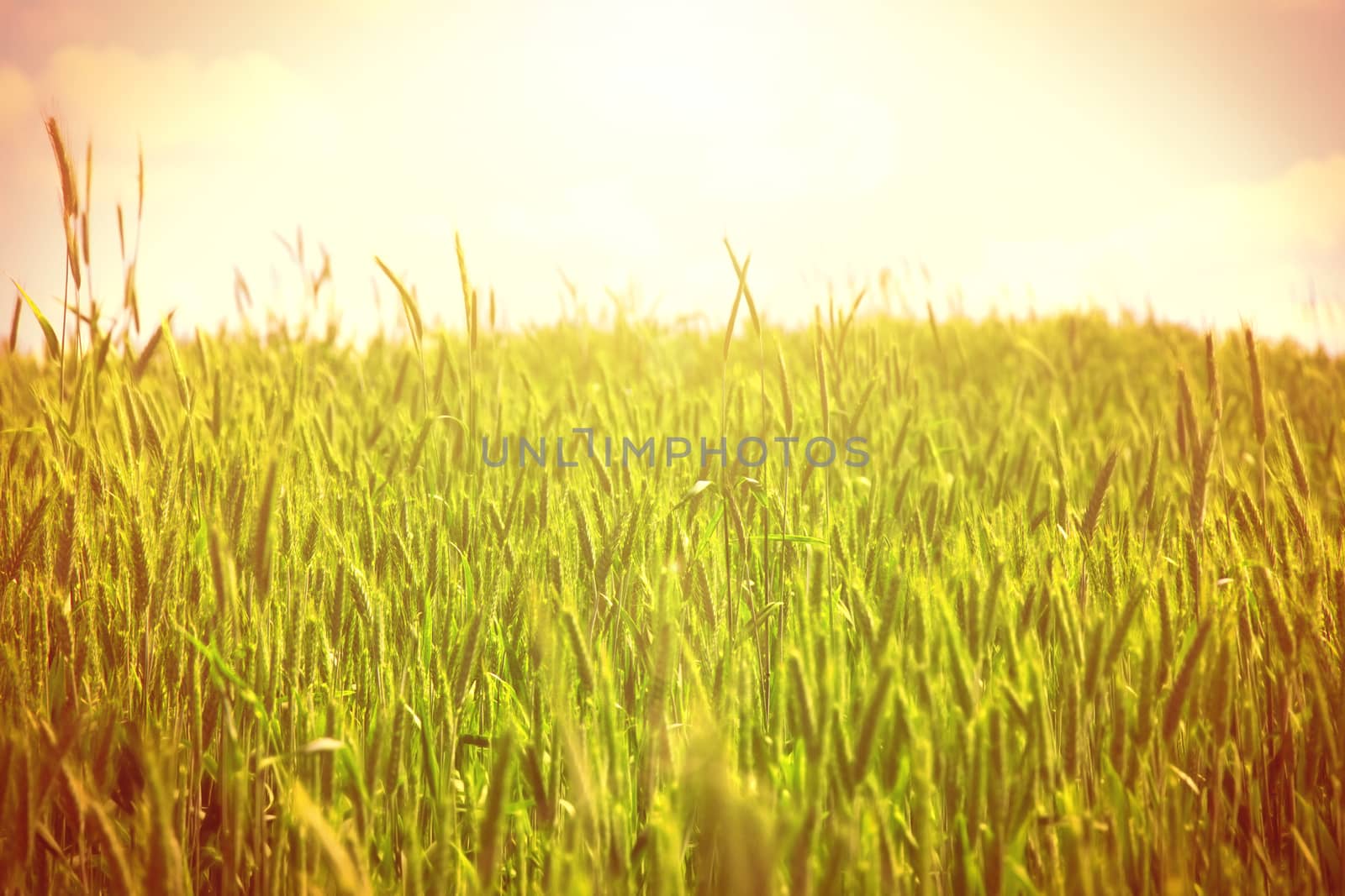 Landscape. Green field and blue sky conceptual image.