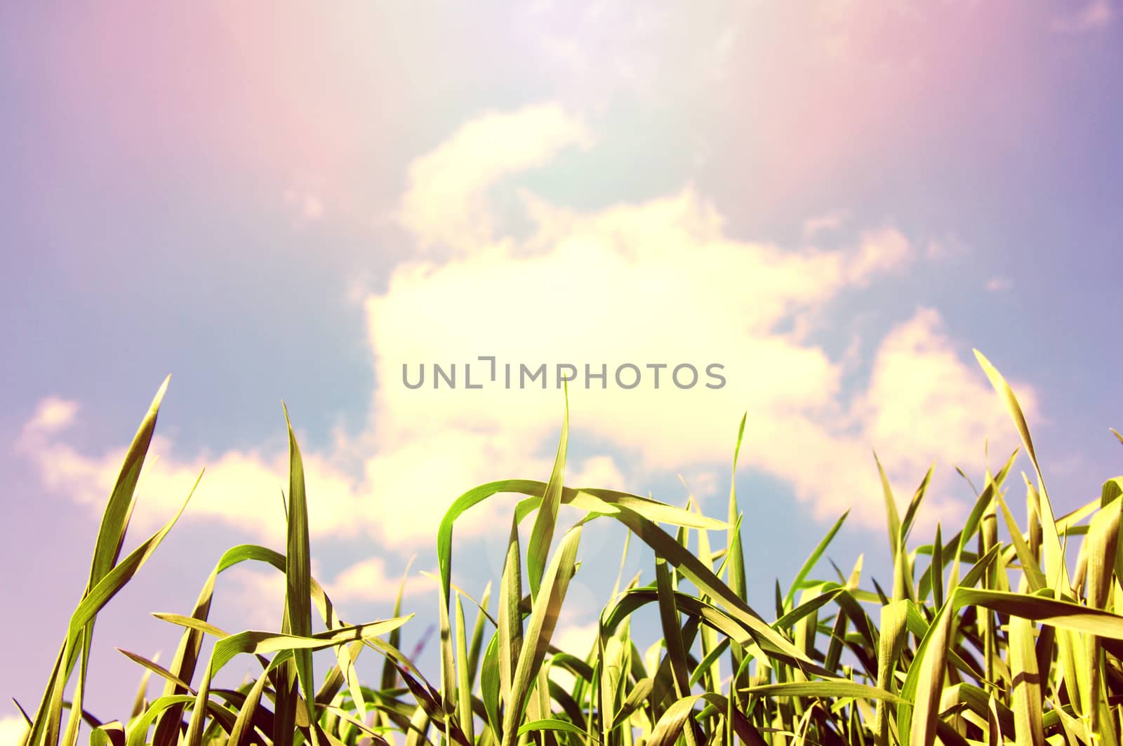 Nature. Grass against sunshine sky at summer.