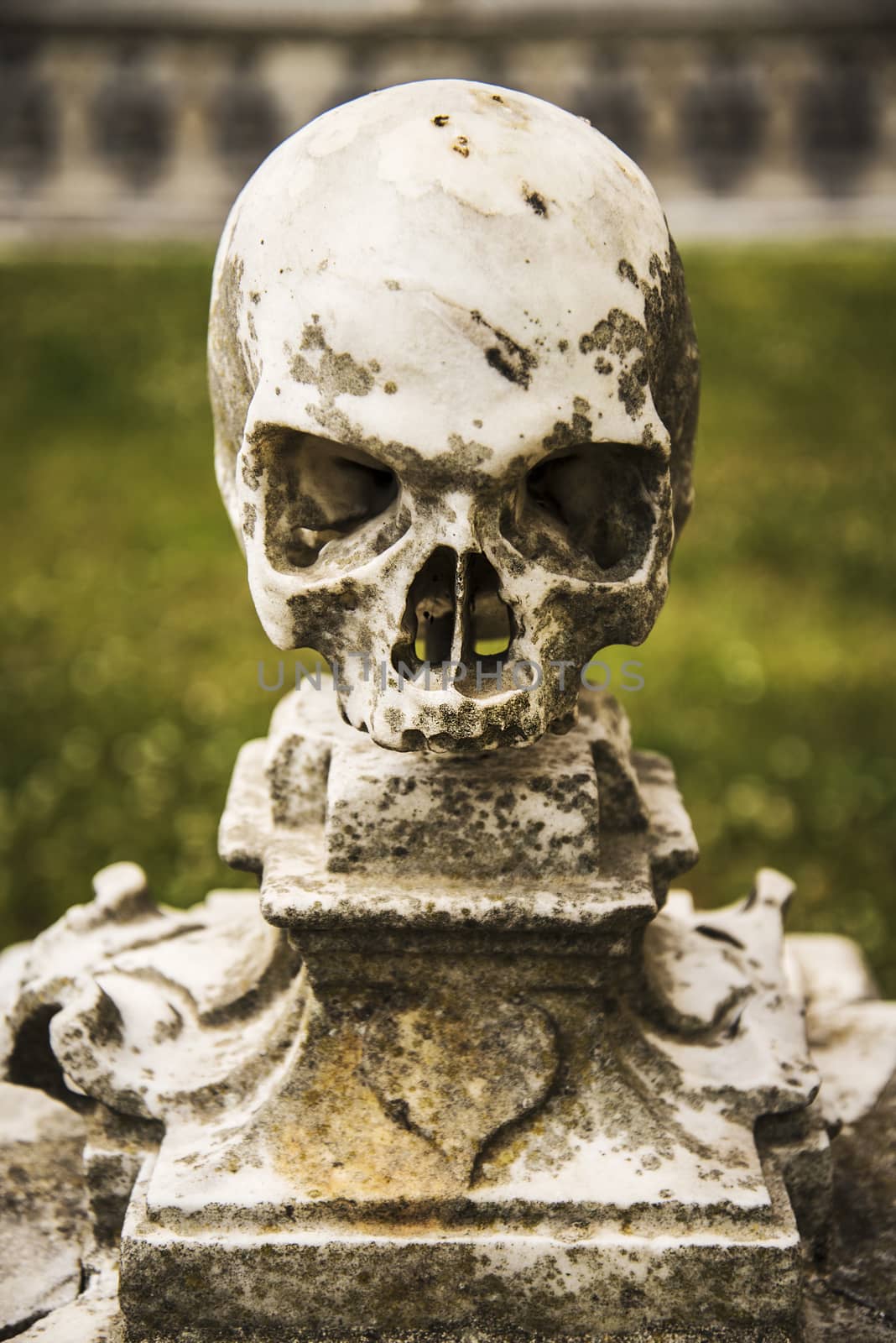 a skull  in the garden inside the Carthusian Monastery of San Martino in Naples, Italy