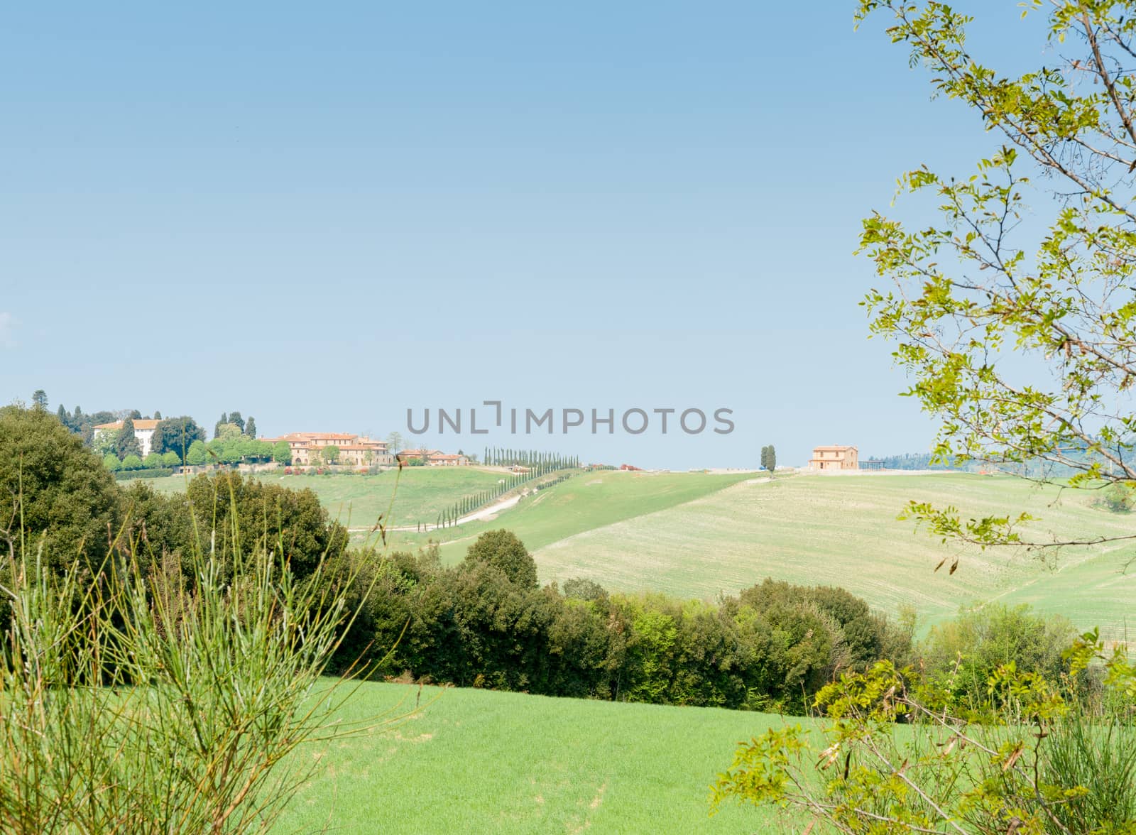 Typical Italian Rural Scene rolling pastures,hedgerows, cyprus trees and terracotta buildings in distance.