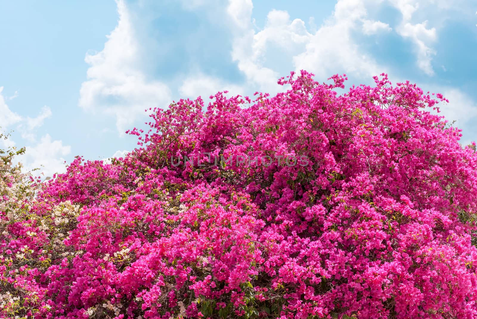 Big bush blooming pink flowers azaleas