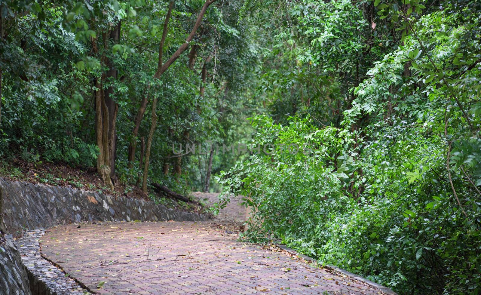 The resort city, Pattaya in Thailand, is famous for its lively entertainment scene. Less known is the more peaceful parts of the city, like the forest walks at Pratamnak Hill.