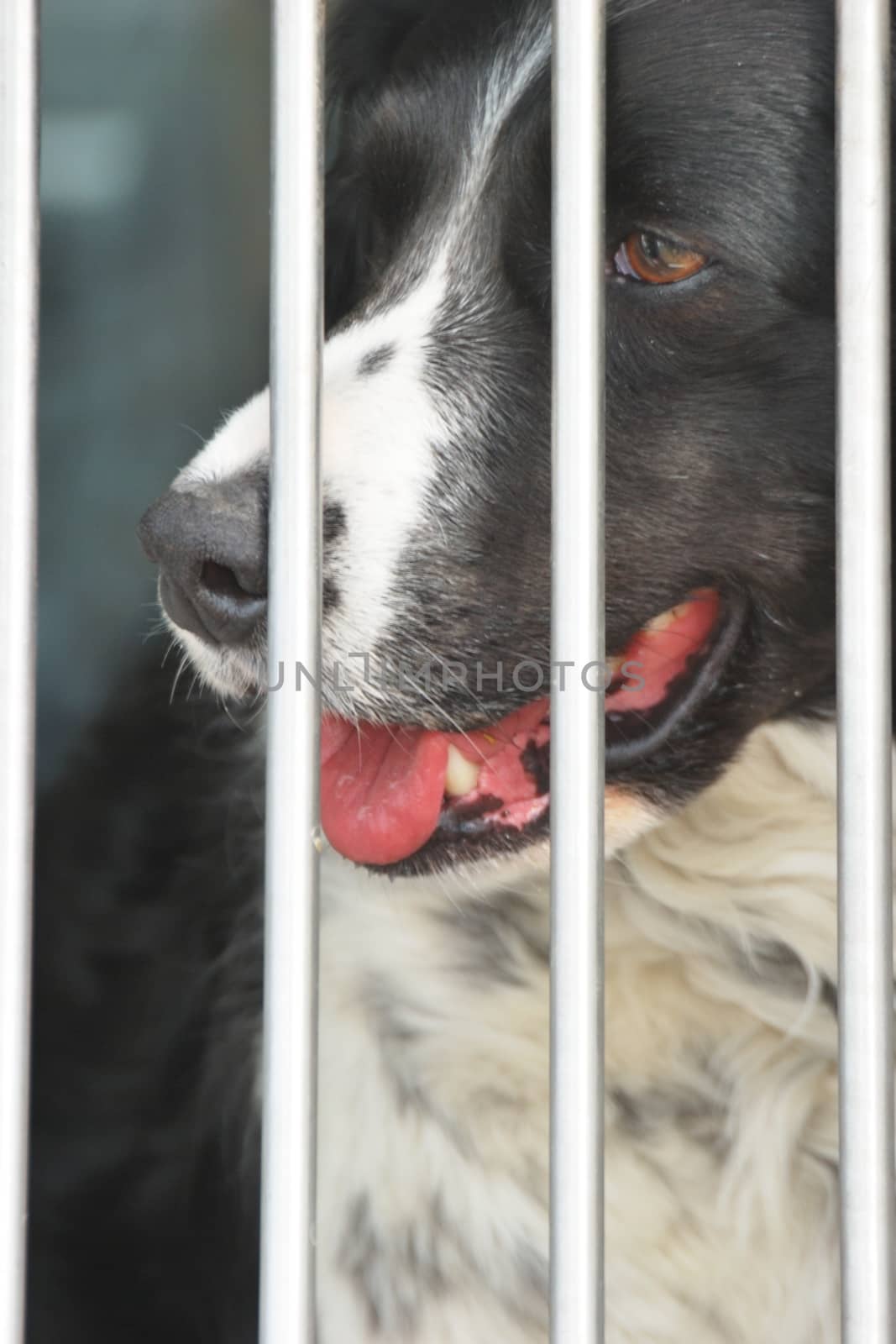 Spaniel dog behind bars