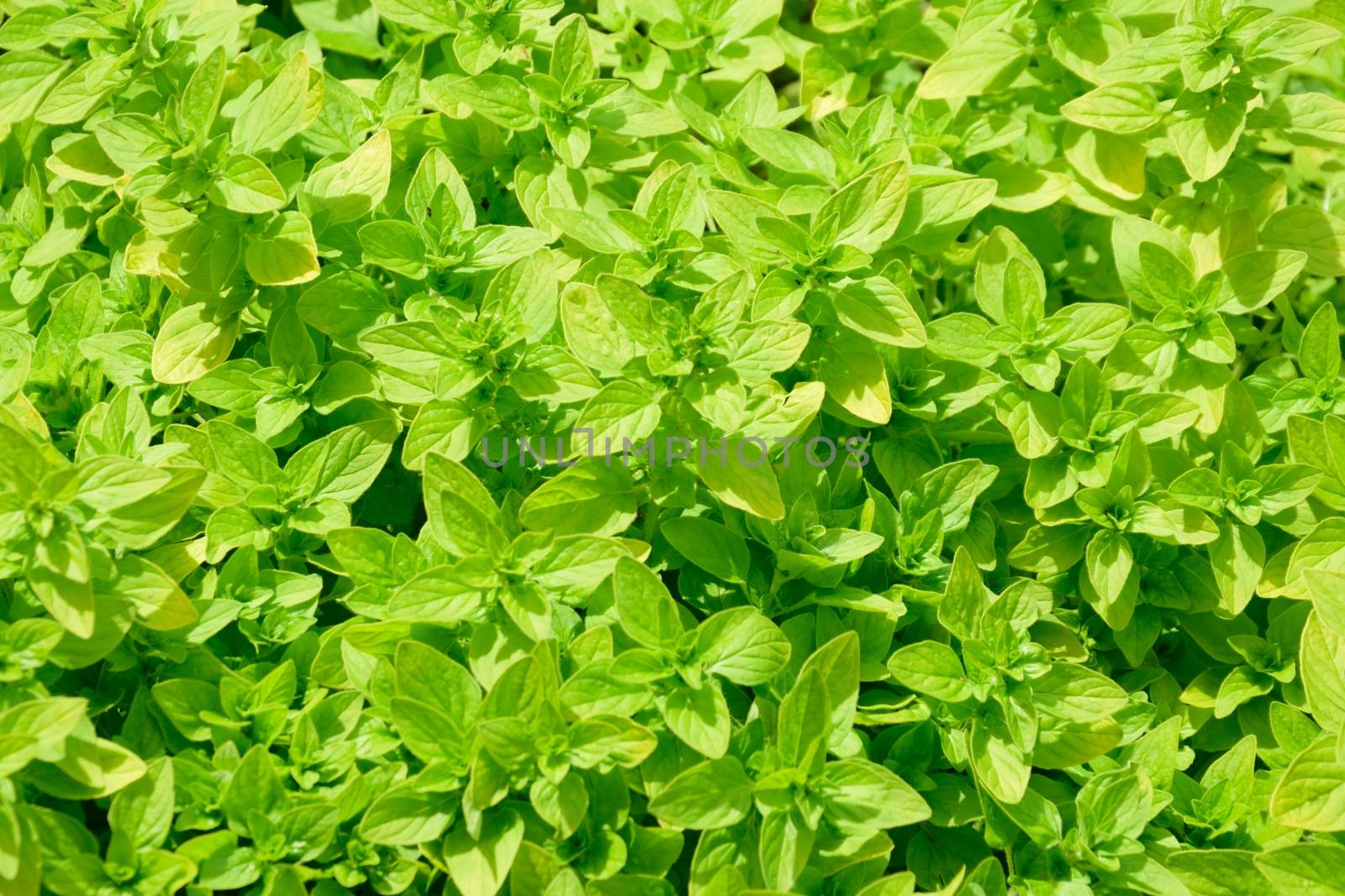 Pattern of small green leaves by pauws99