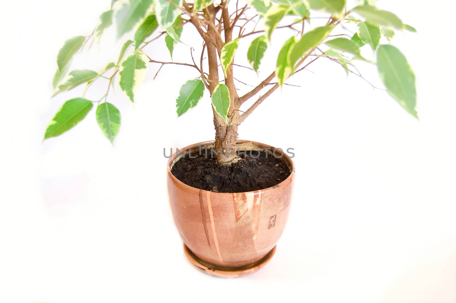 Plant in pot on isolated background.