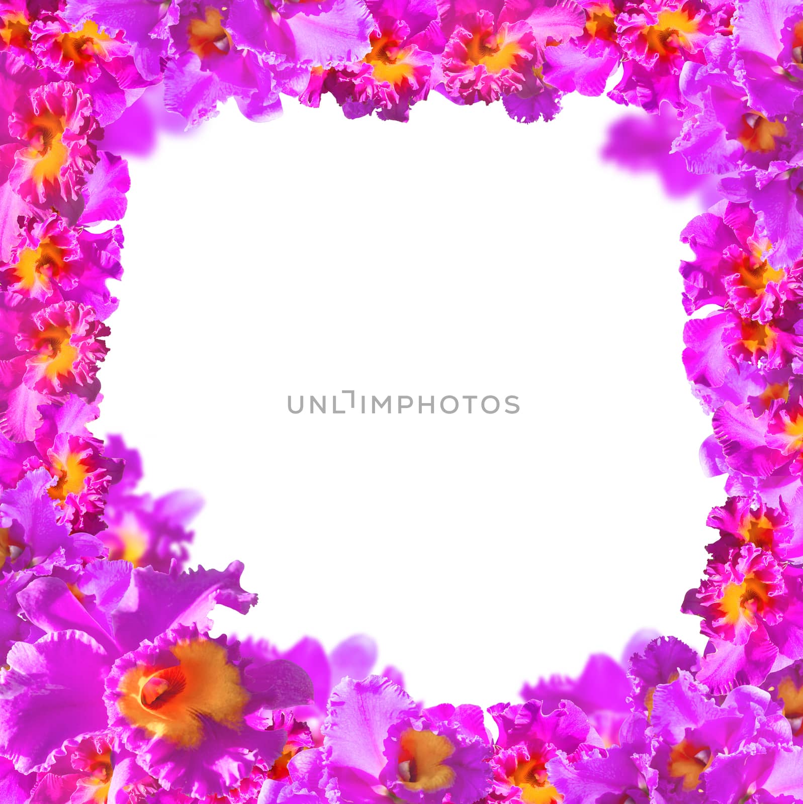 Frame of Beautiful Pink Orchids on white background.