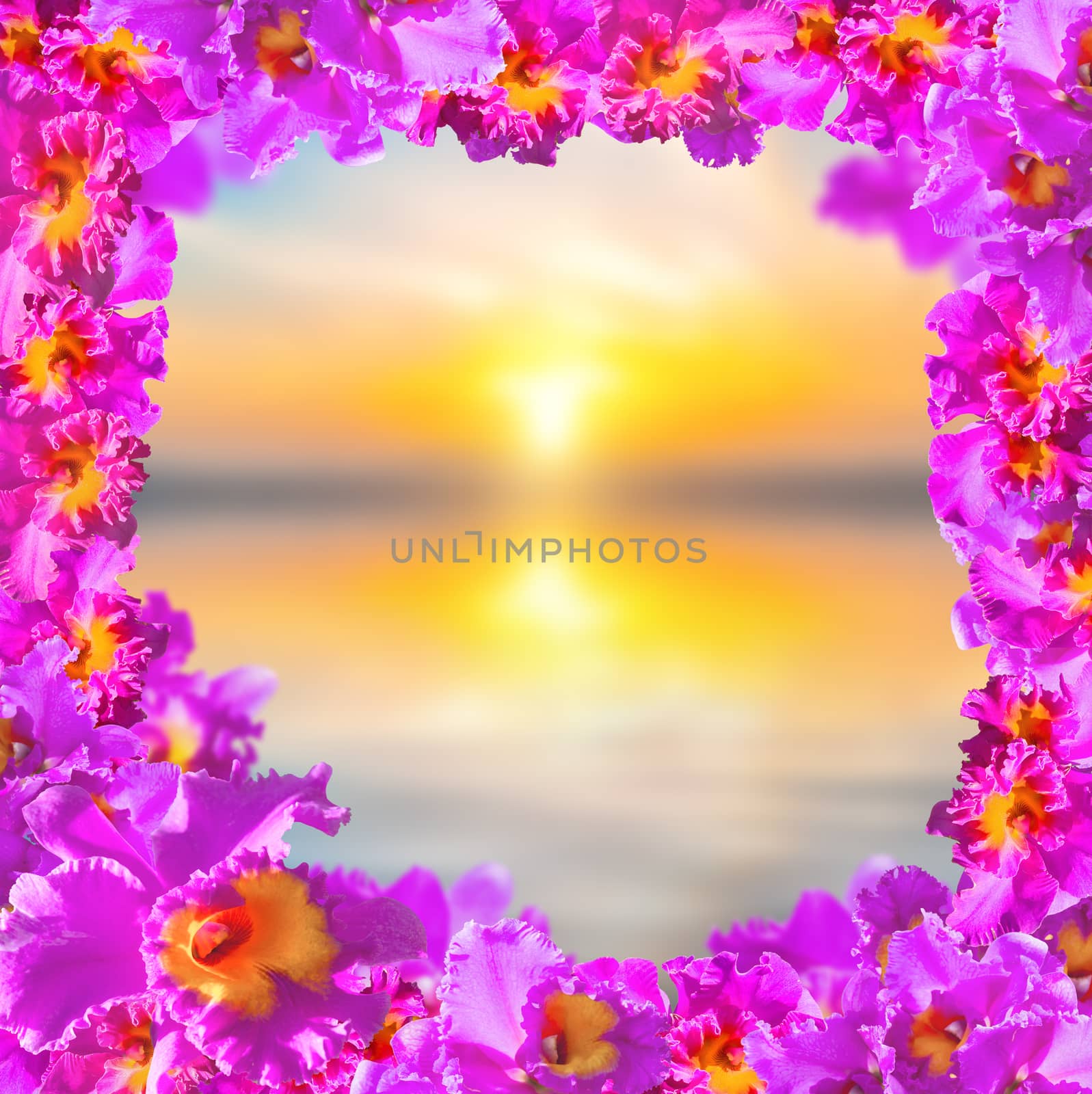 Frame of Beautiful Pink Orchids on Soft and blurred background.