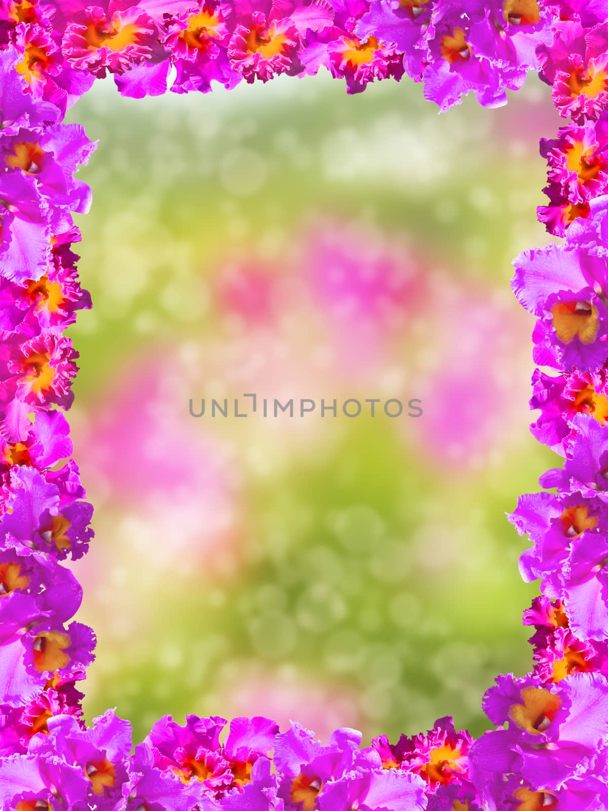 Frame of Beauty Pink Orchids by kitty45