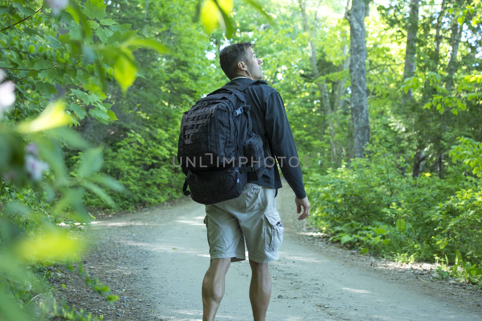 Male Caucasian hiker with big backpack and muscular calves walks on dirt road while looking up into trees of beautiful green northeast forest of Maine