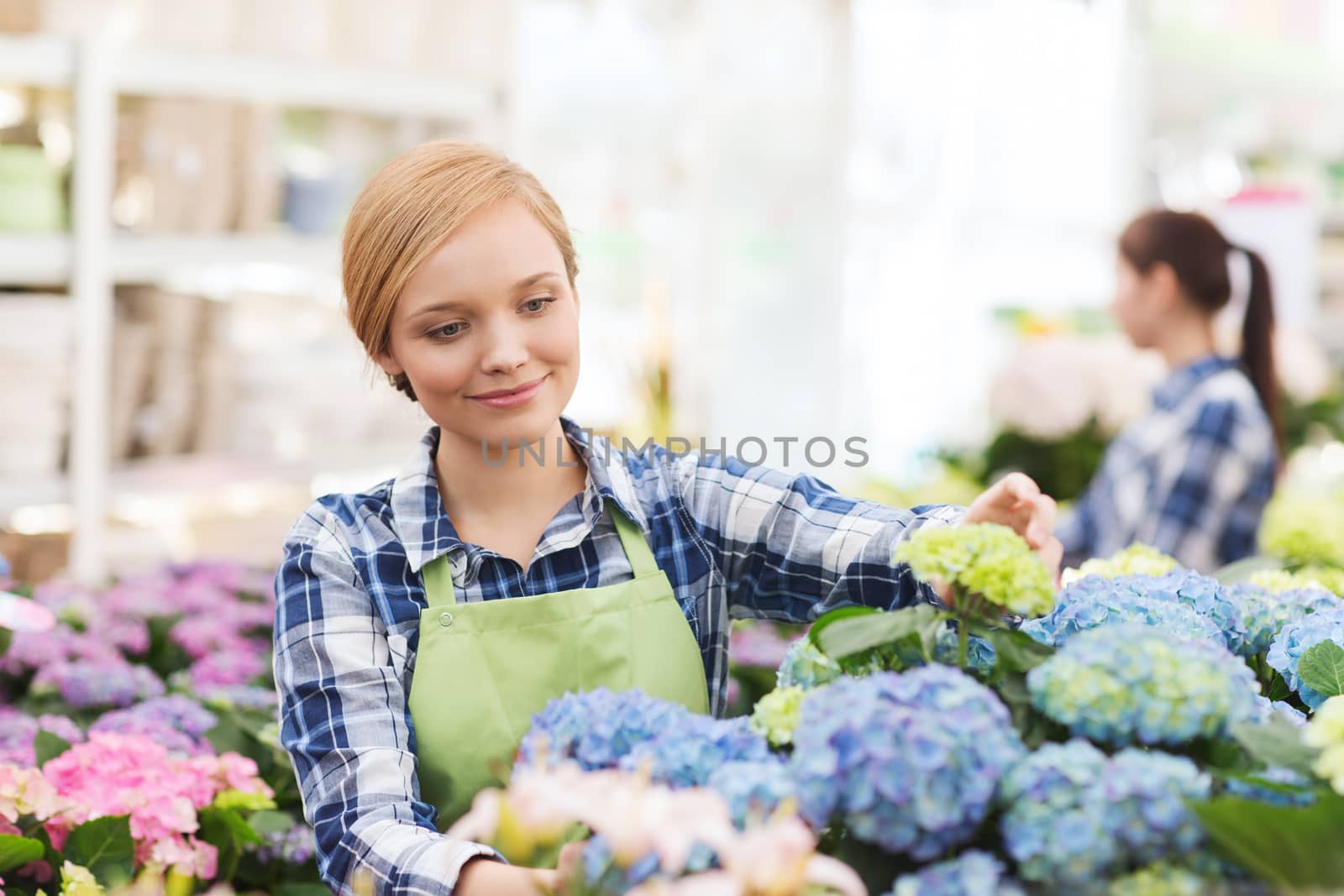 people, gardening and profession concept - happy woman or gardener taking care of flowers in greenhouse