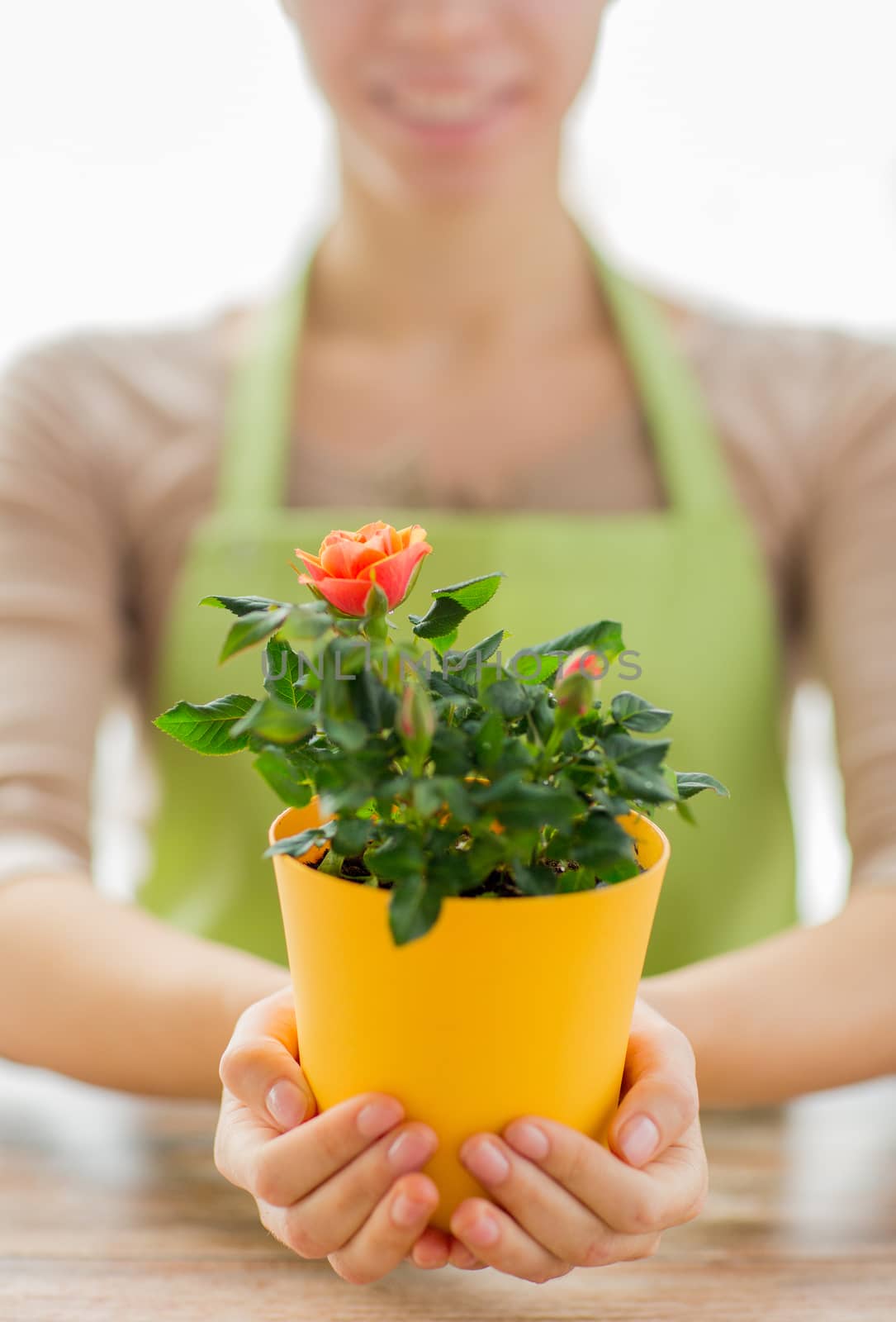 close up of woman hands holding roses bush in pot by dolgachov