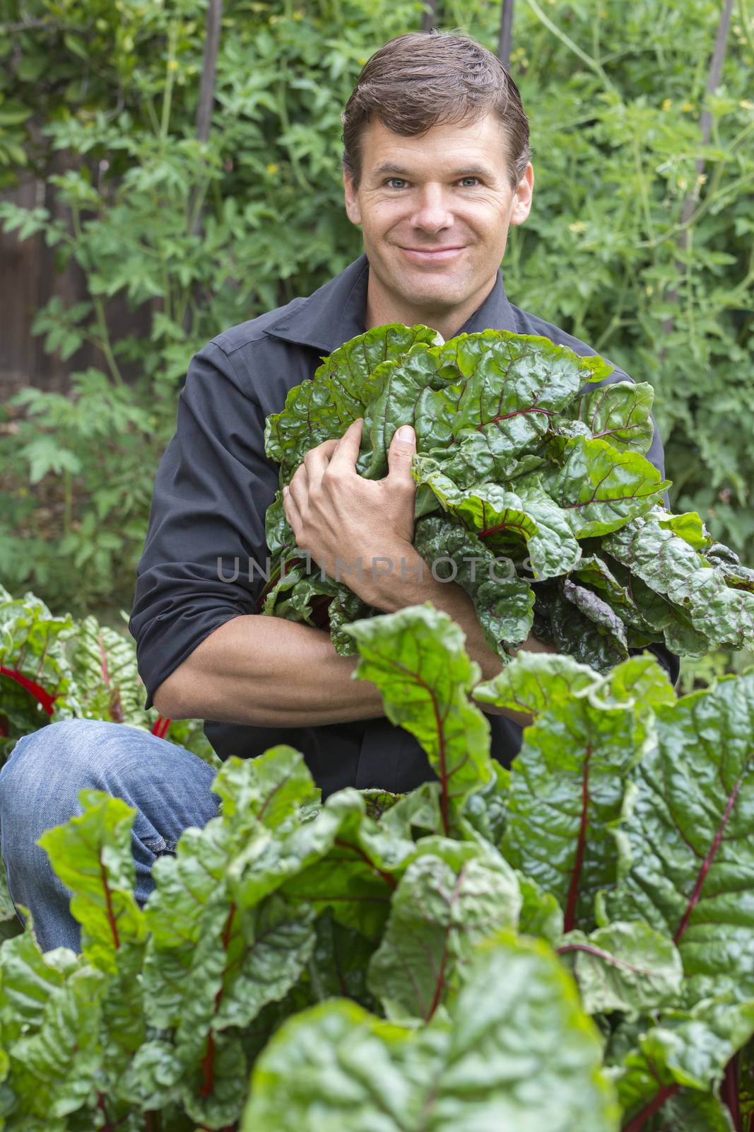 Handsome Caucasian man with big smile as he carries harvest of fresh picked chard leaves in backyard garden