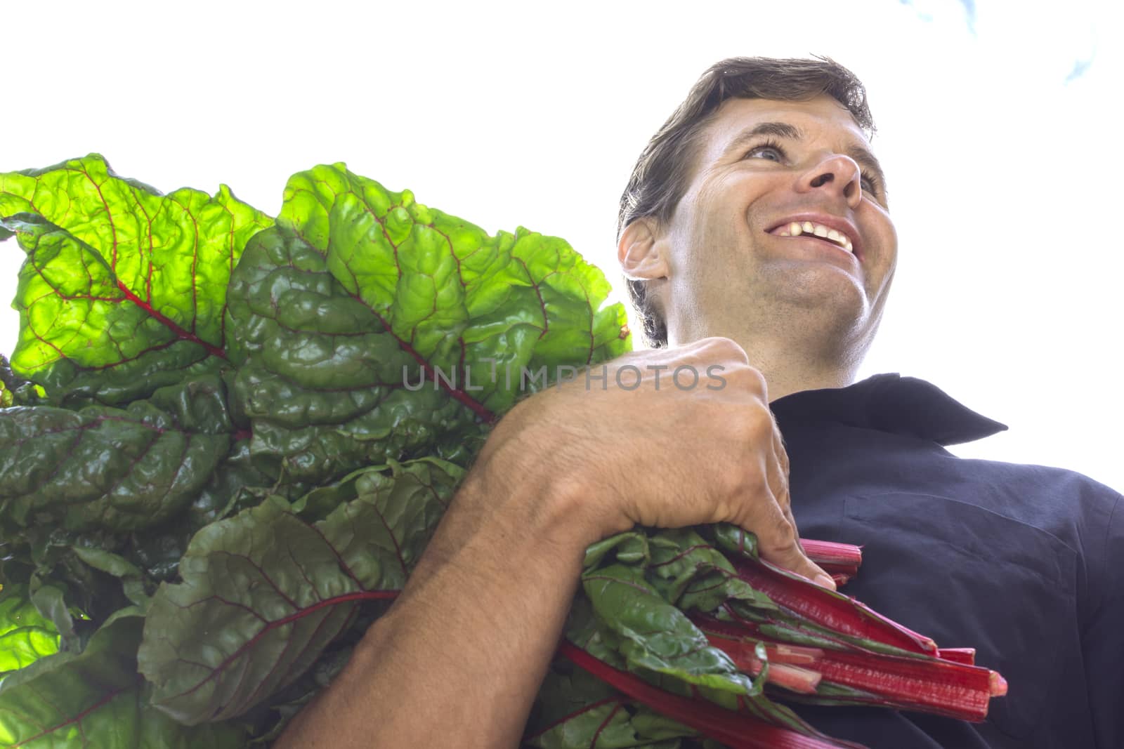Low angle closeup of handsome Caucasian man smiling while carrying armful of fresh picked red Swiss chard leaves