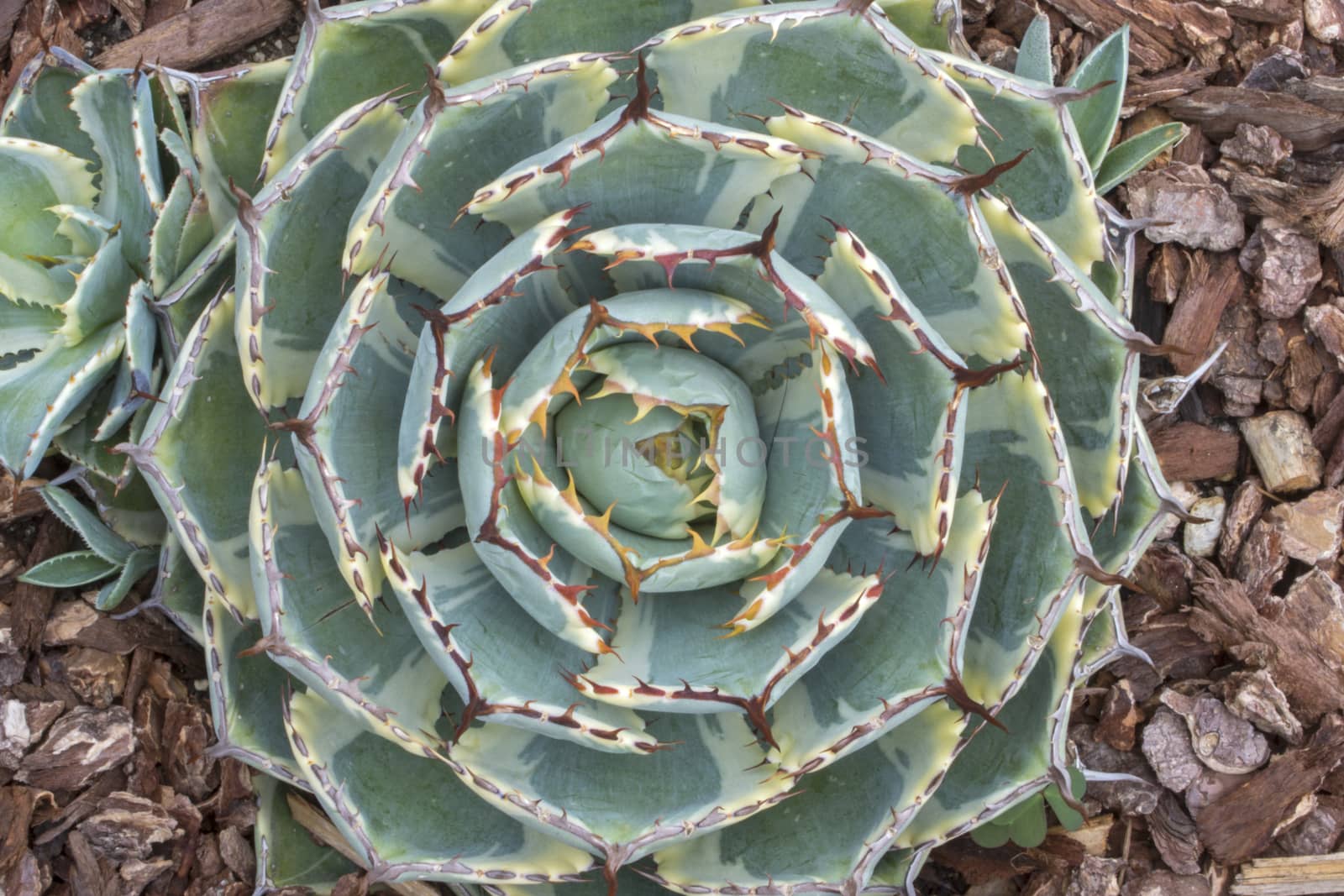 Closeup top view spiny pattern of green and yellow variegated thorny leaves of agave Kichi Sokan cactus