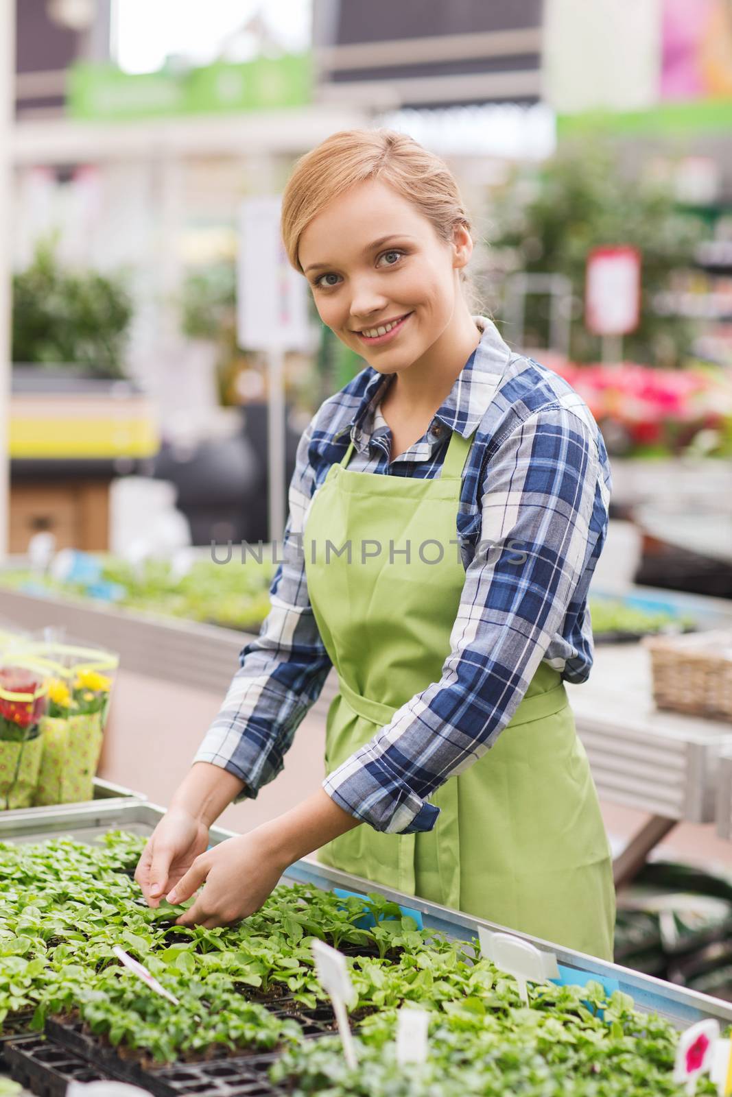 people, gardening and profession concept - happy woman or gardener taking care of seedling in greenhouse