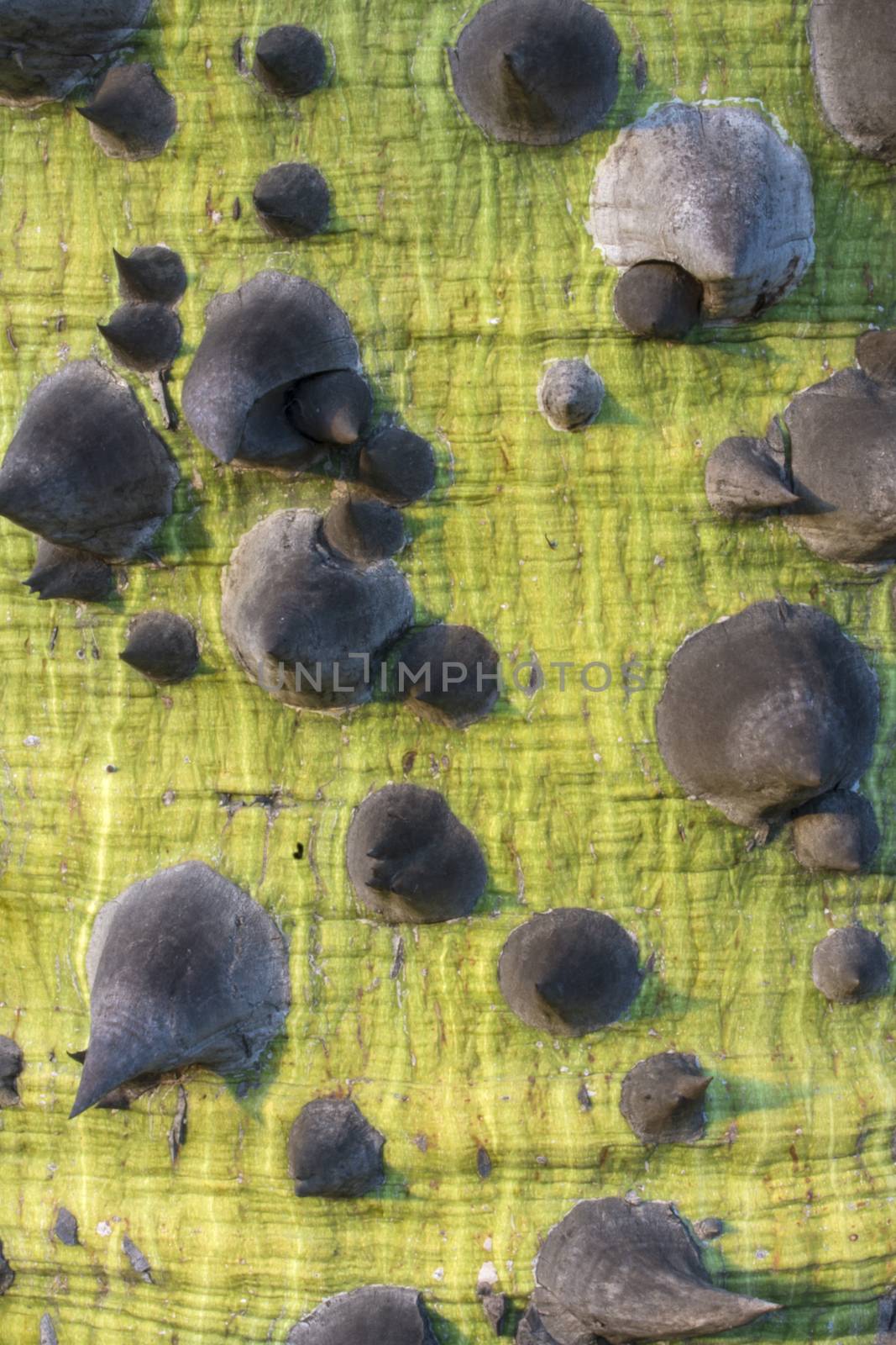 Closeup of green trunk studded with sharp thorns of Ceiba speciosa silk floss tree