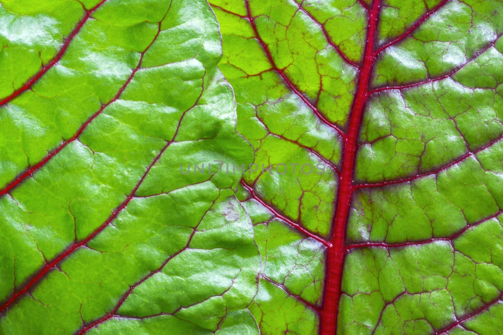 Macro closeup shiny green leaves and red veins of fresh grown Swiss chard