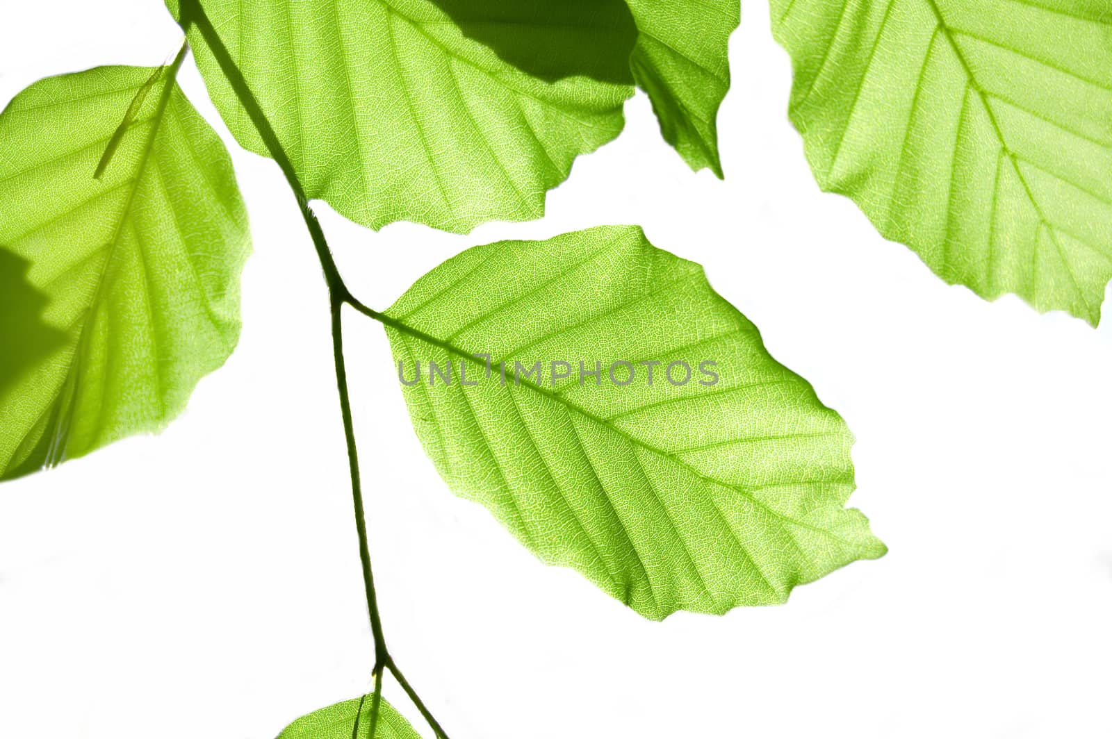 Leaves conceptual image. Green leaves on isolated background.