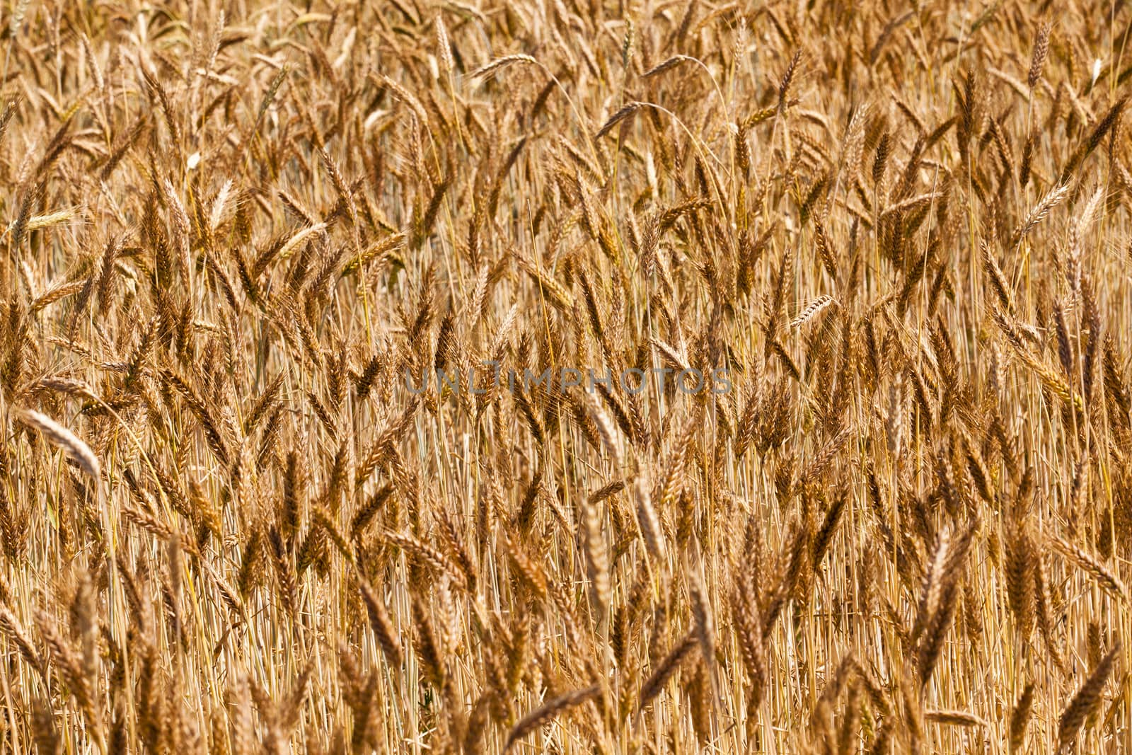  the ripened ears of cereals photographed by a close up