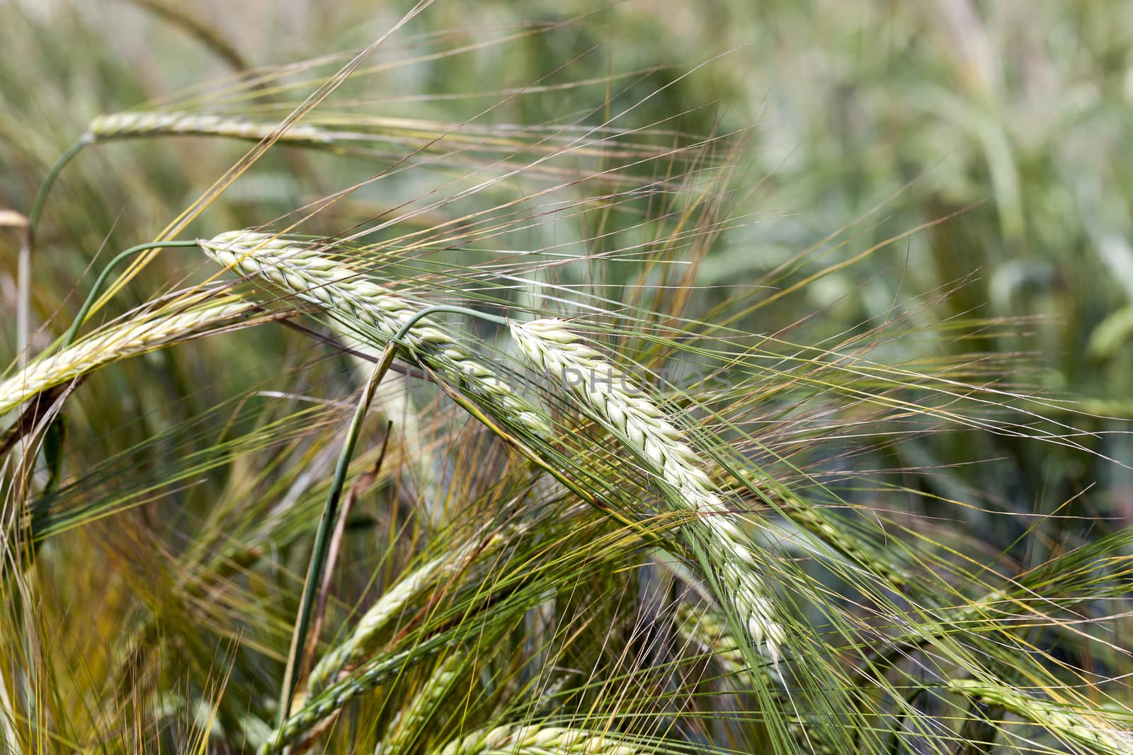   immature green ears of rye. Close up
