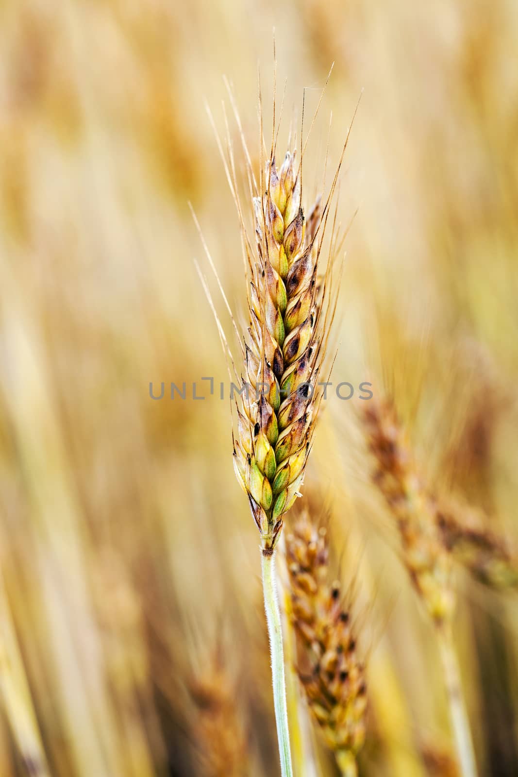   ripe ripened wheat. Filmed close up shot.
