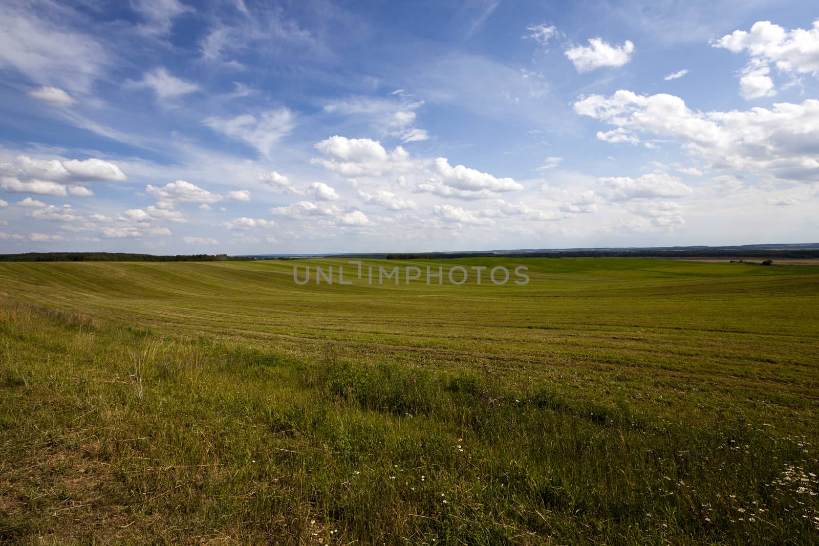   agriculture field on which grow wild flowers and green grass. In the background there is a hill and a small forest. Blue sky.