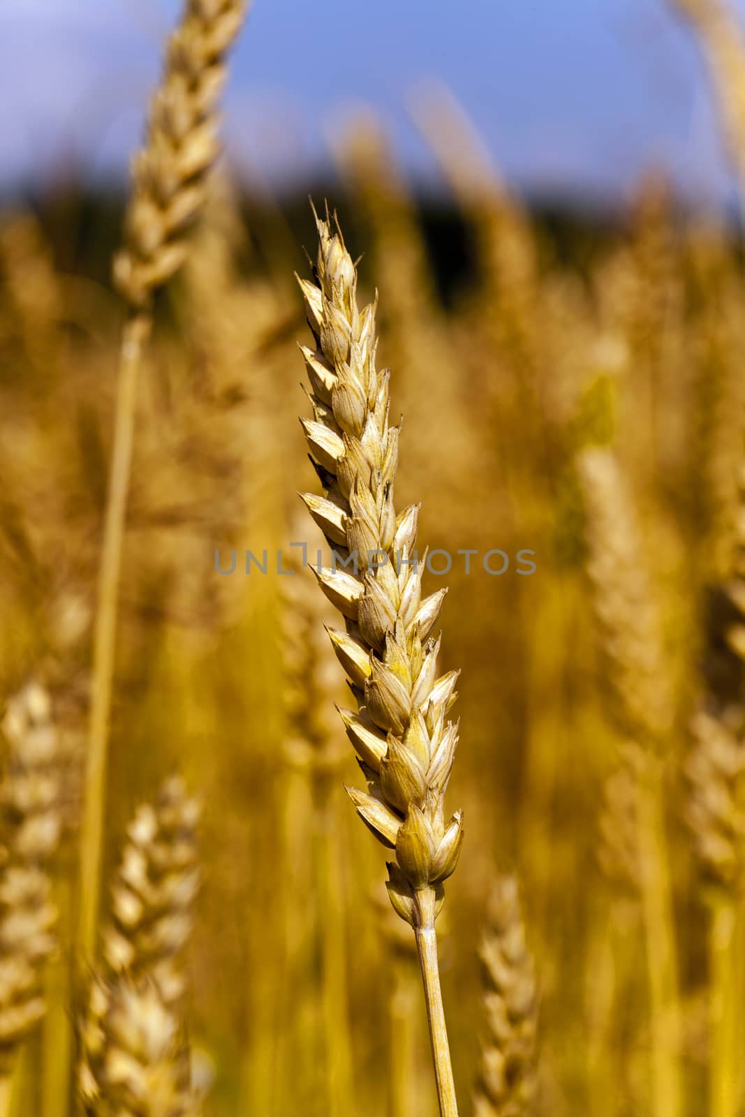   the ripened ears of cereals photographed by a close up
