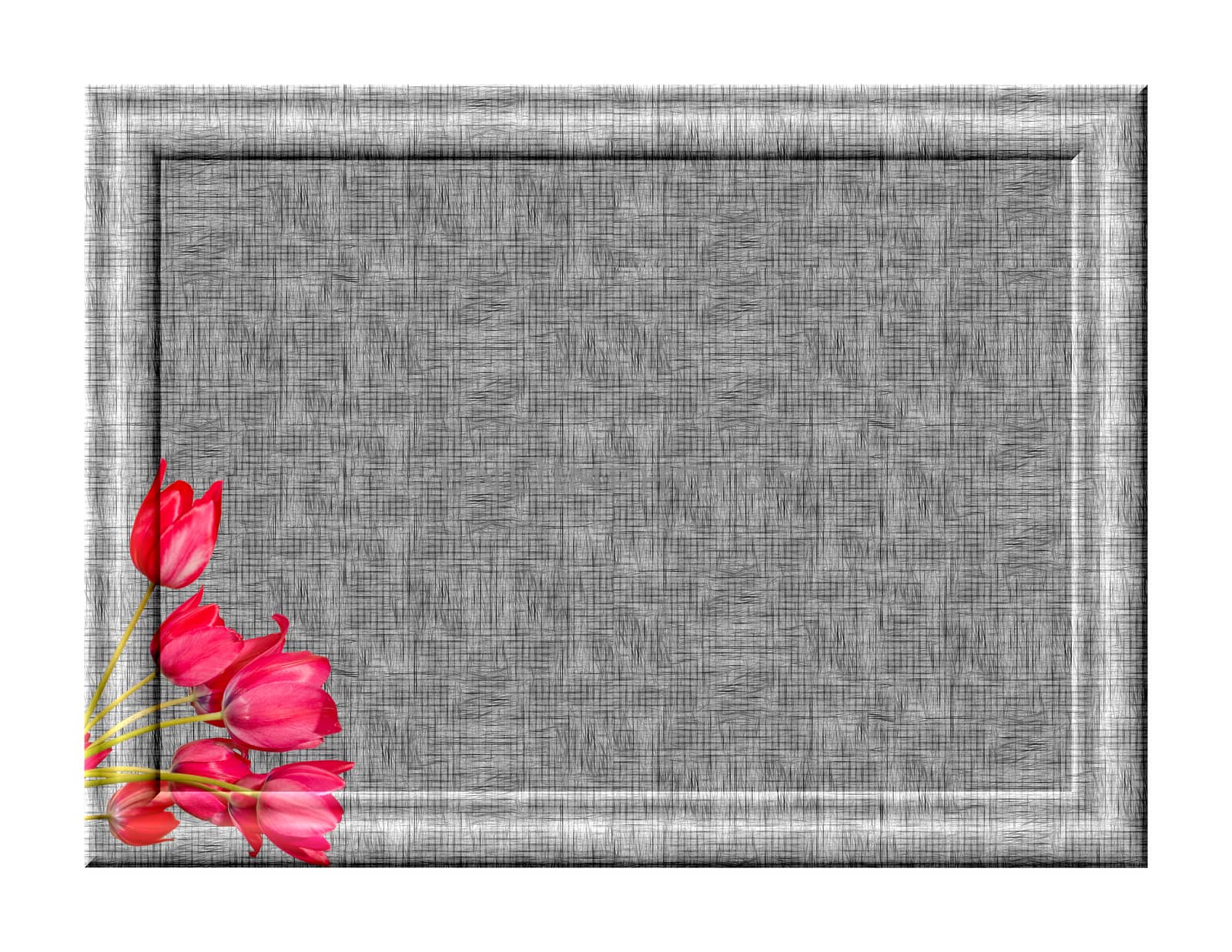 Frame rectangular relief with empty black and white fine textured gray tones with the image of pink tulips in the lower left corner of the frame isolated on white background
