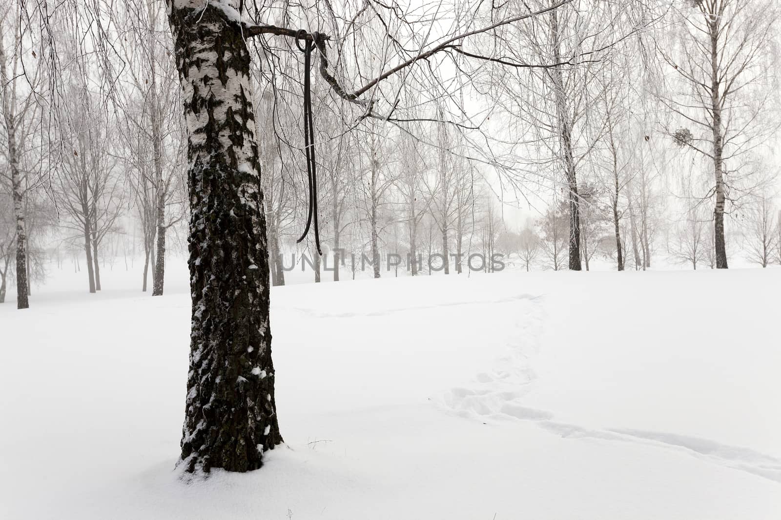 winter trees   by avq