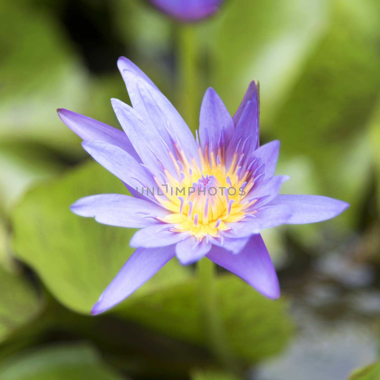 lotus flower by ammza12