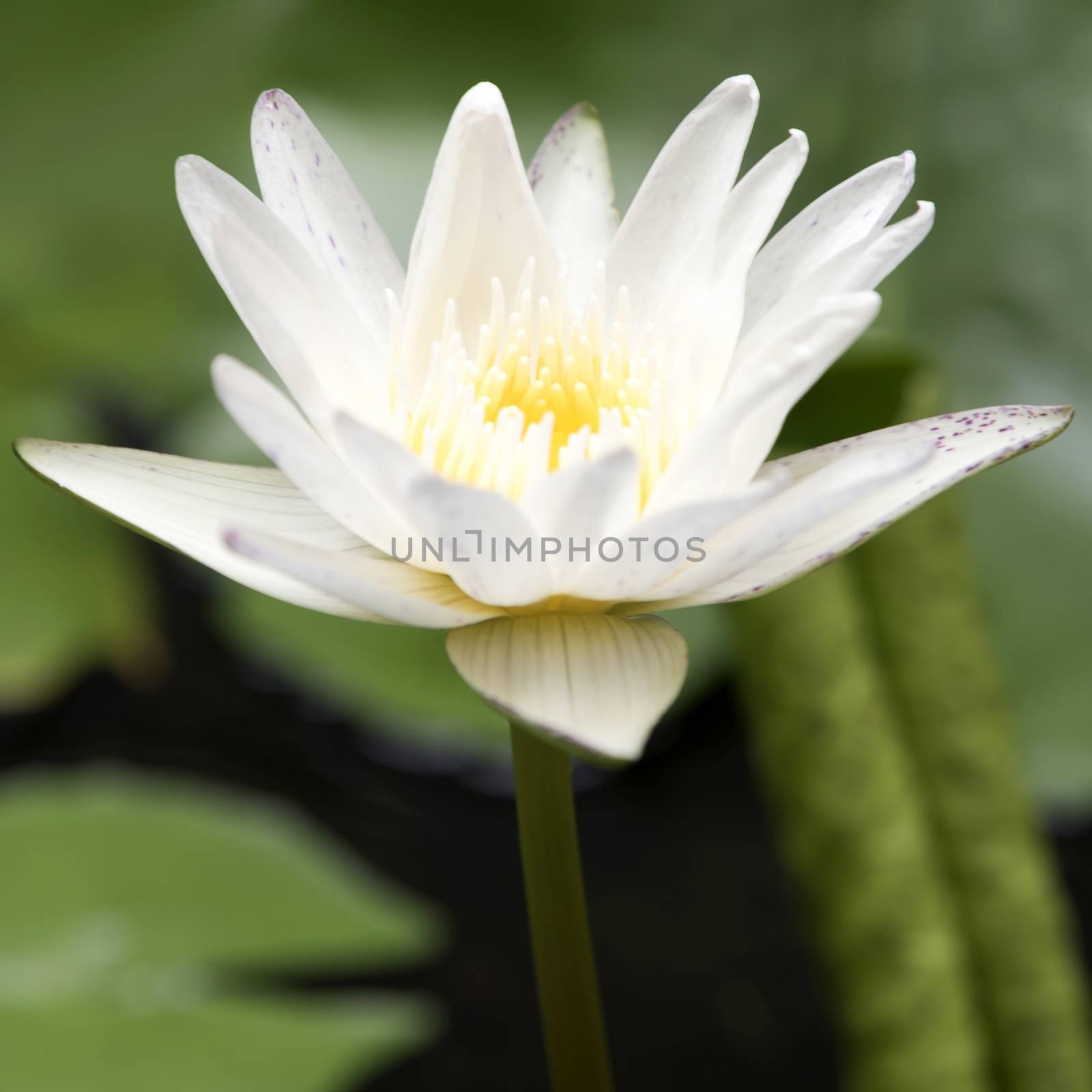 lotus flower