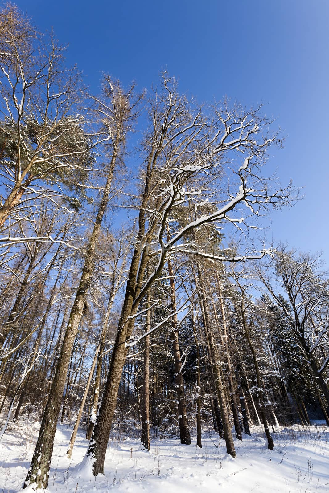  the trees photographed in a winter season.