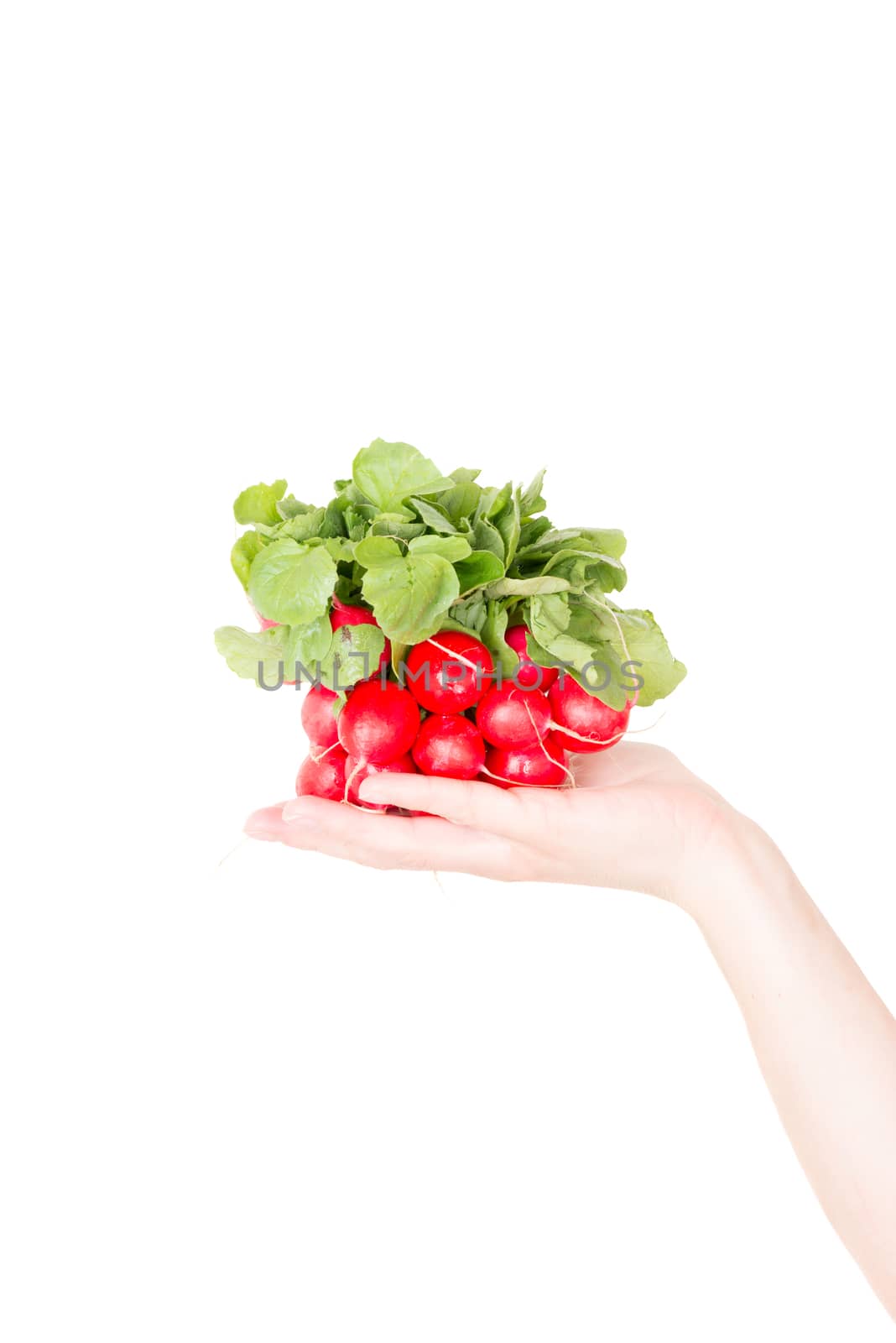 Red radish isolated on white background in human hand