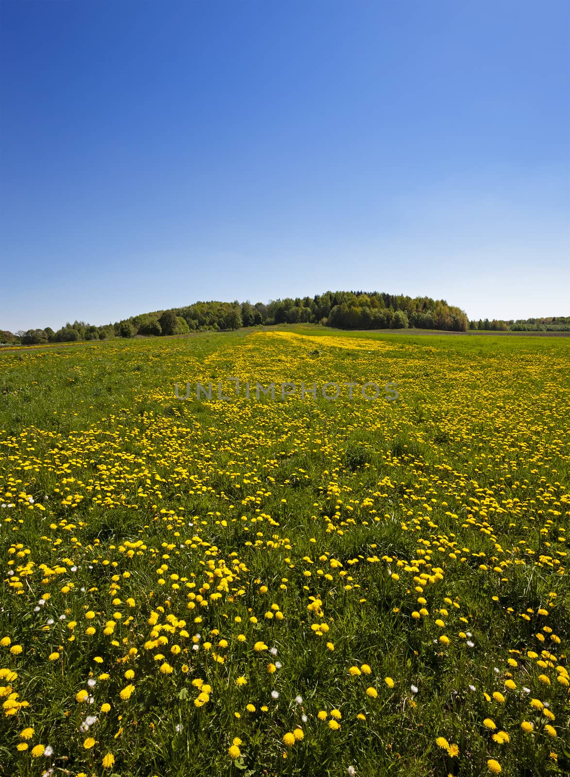  agriculture field where a large number of flowering dandelions. Blue sky.
