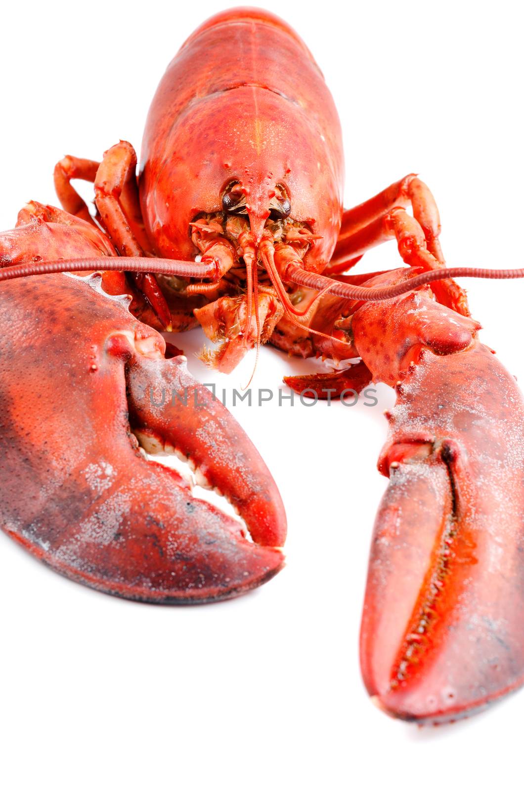 Boiled lobster isolated front view by Nanisimova